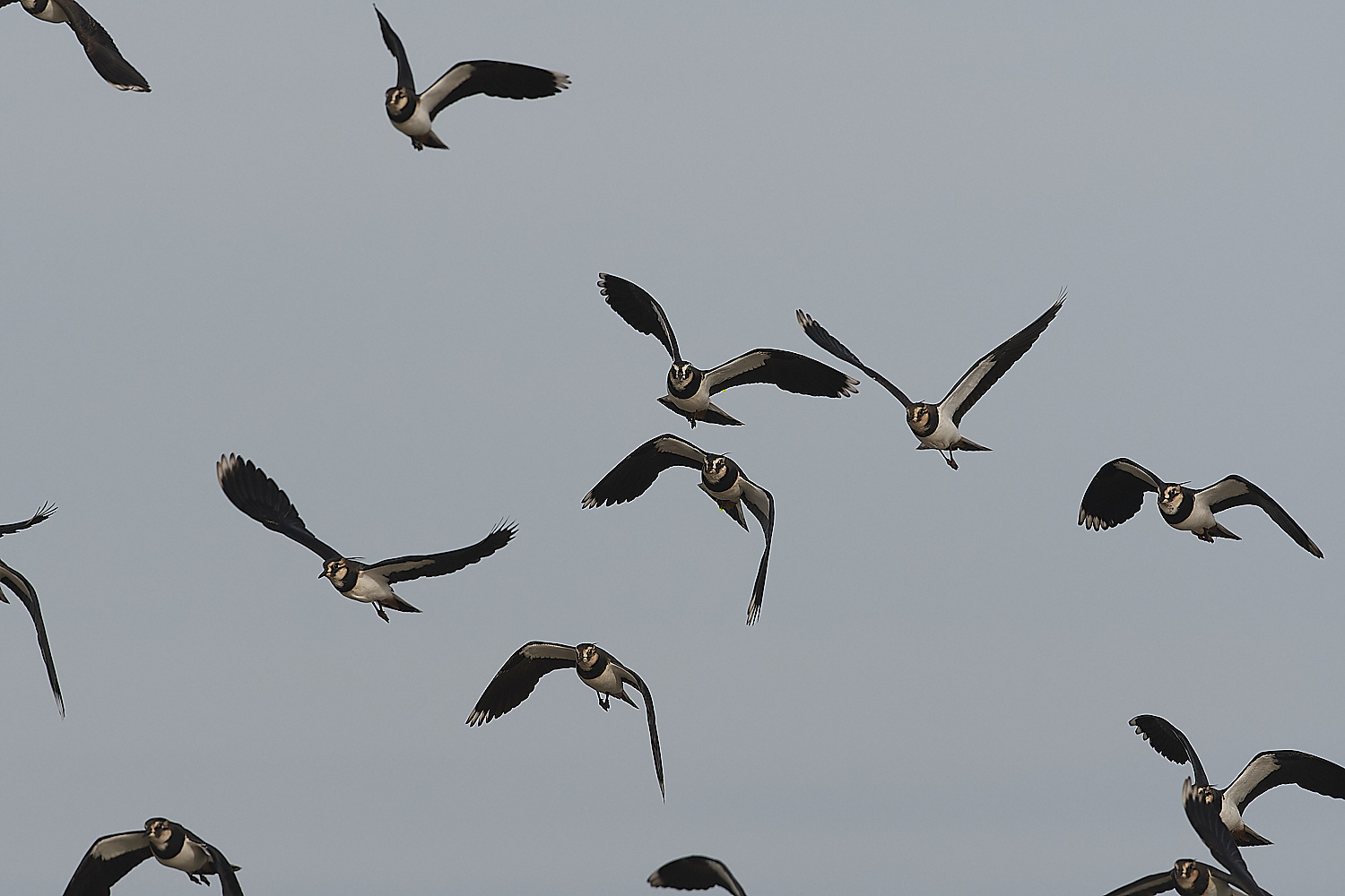 CleyLapwing270124-2-NEF_DxO_DeepPRIMEXD