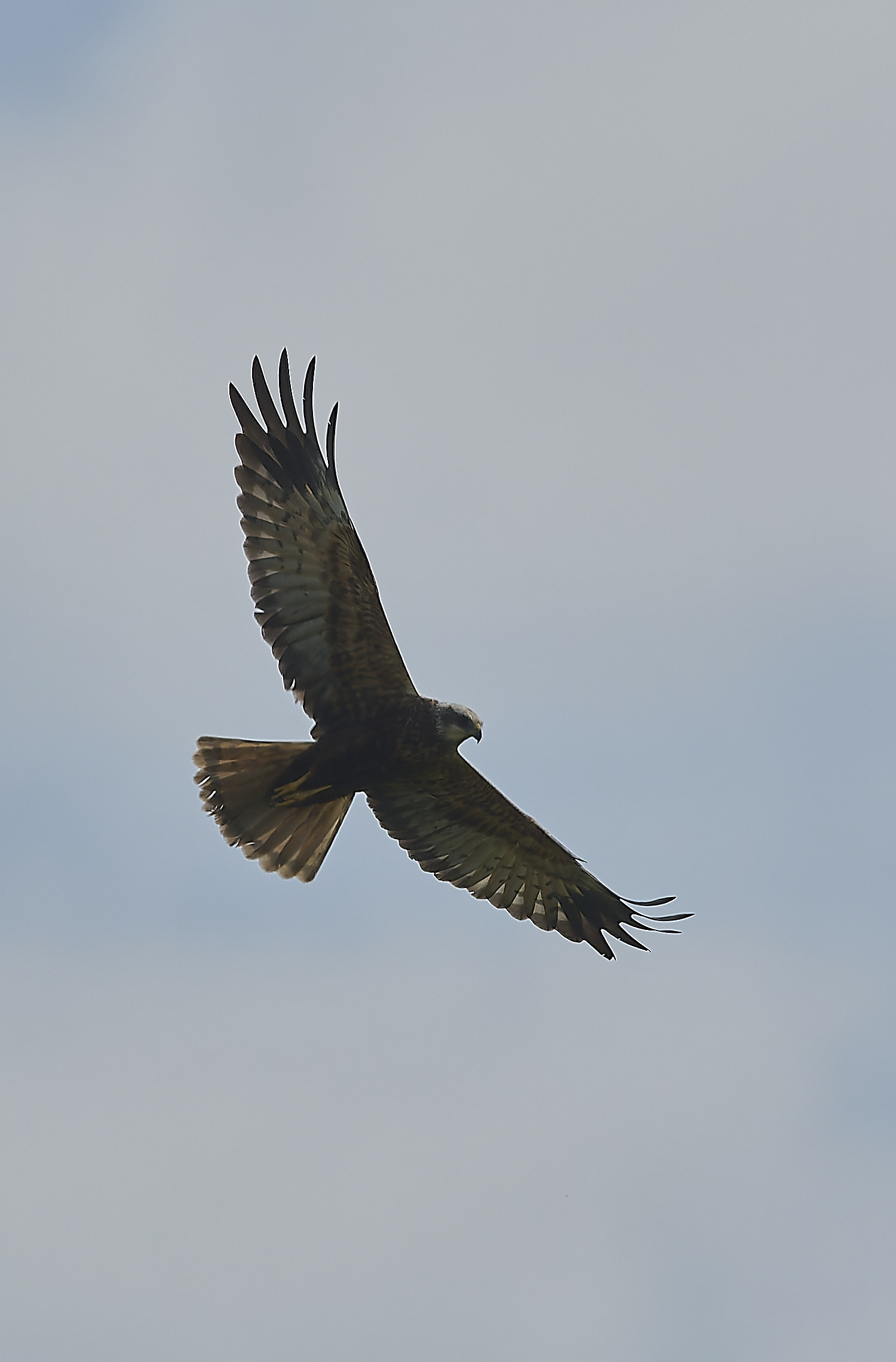 CleyMarshHarrier010524-1-NEF-