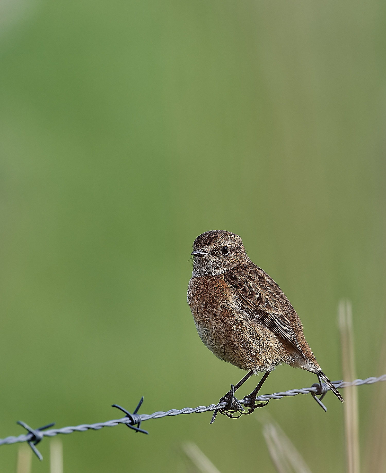 CleyStonechat270124-1-NEF_DxO_DeepPRIMEXD 1