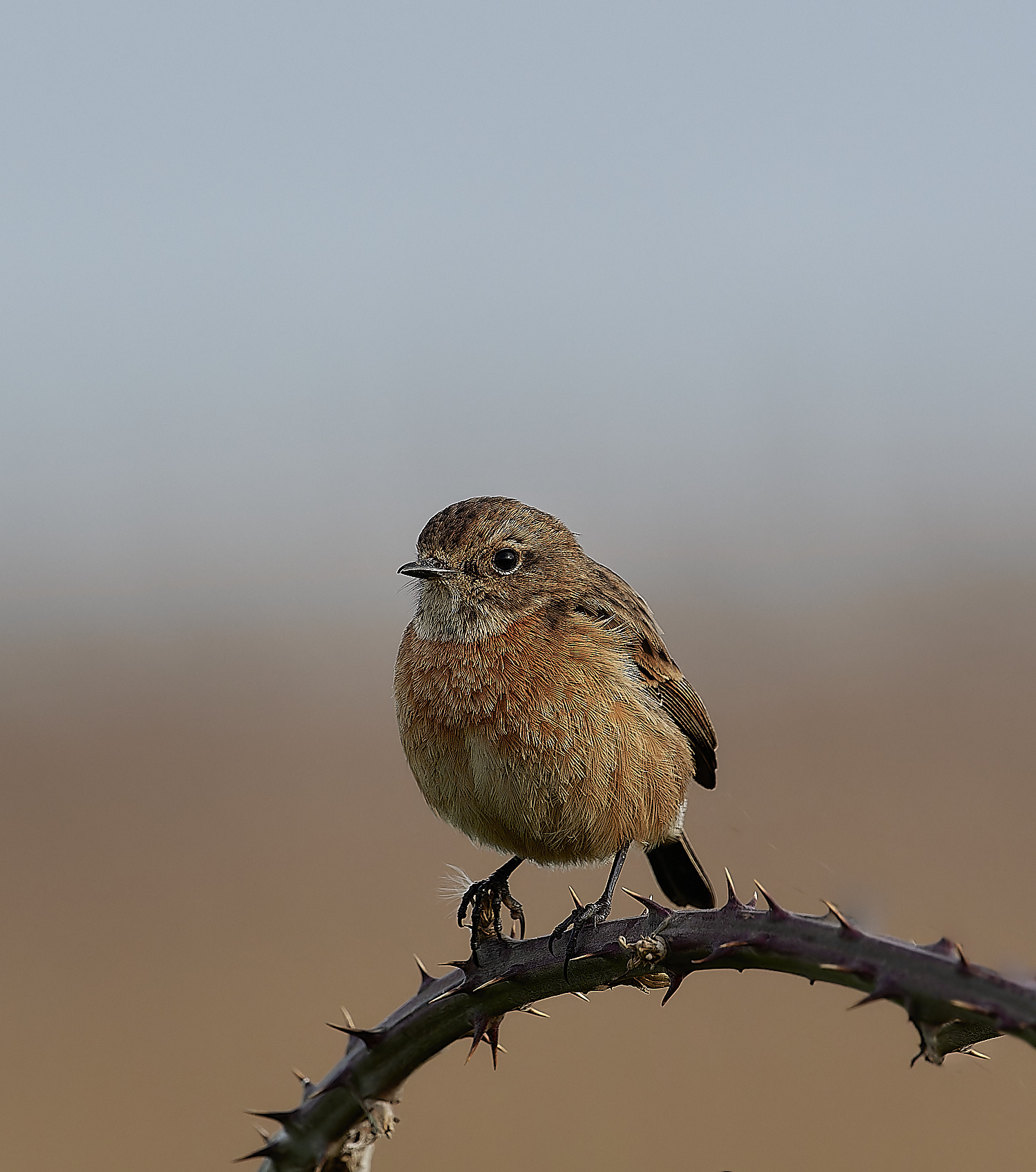 CleyStonechat270124-2-NEF_DxO_DeepPRIMEXD 1