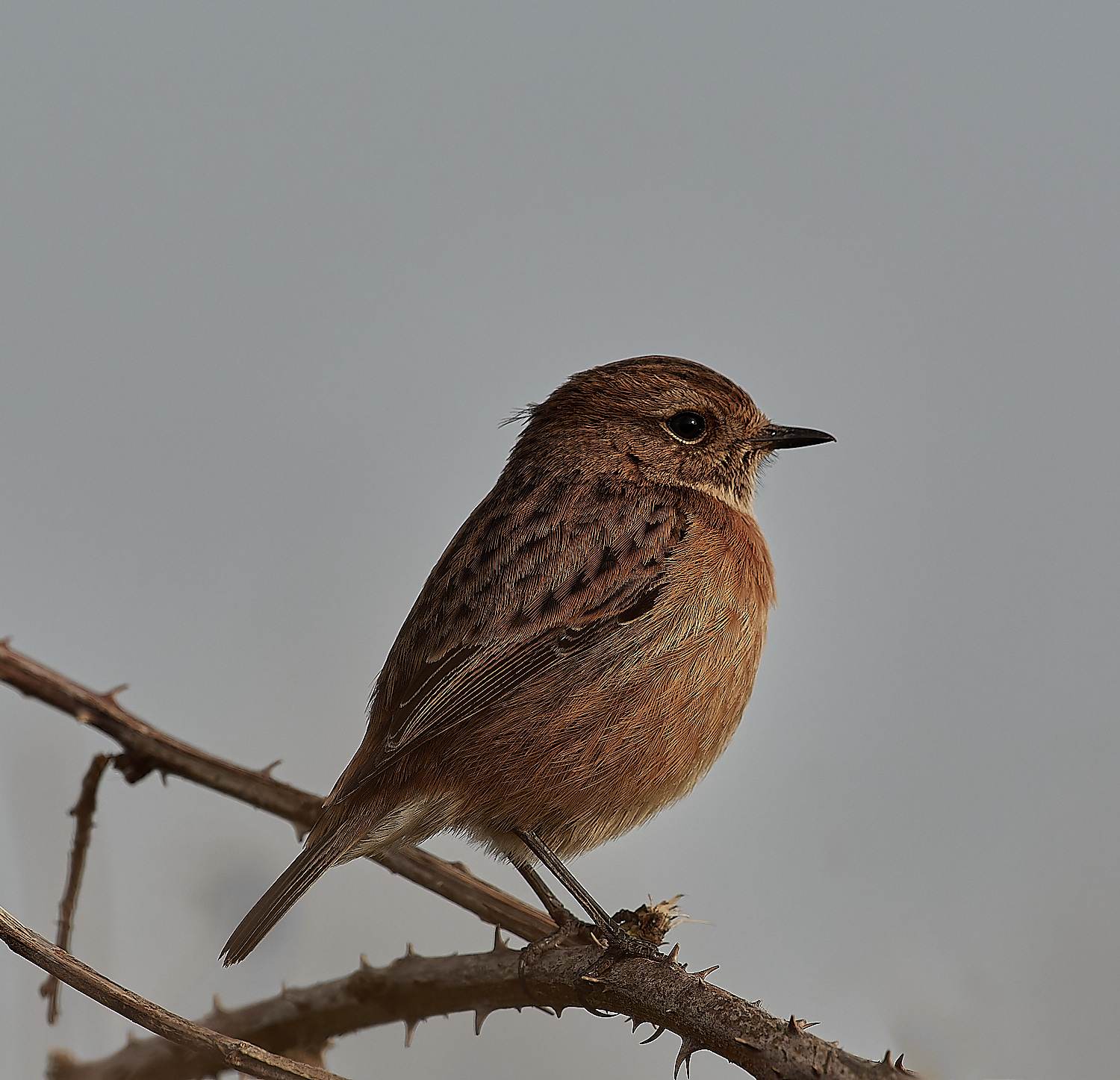 CleyStonechat270124-3-NEF_DxO_DeepPRIMEXD 1