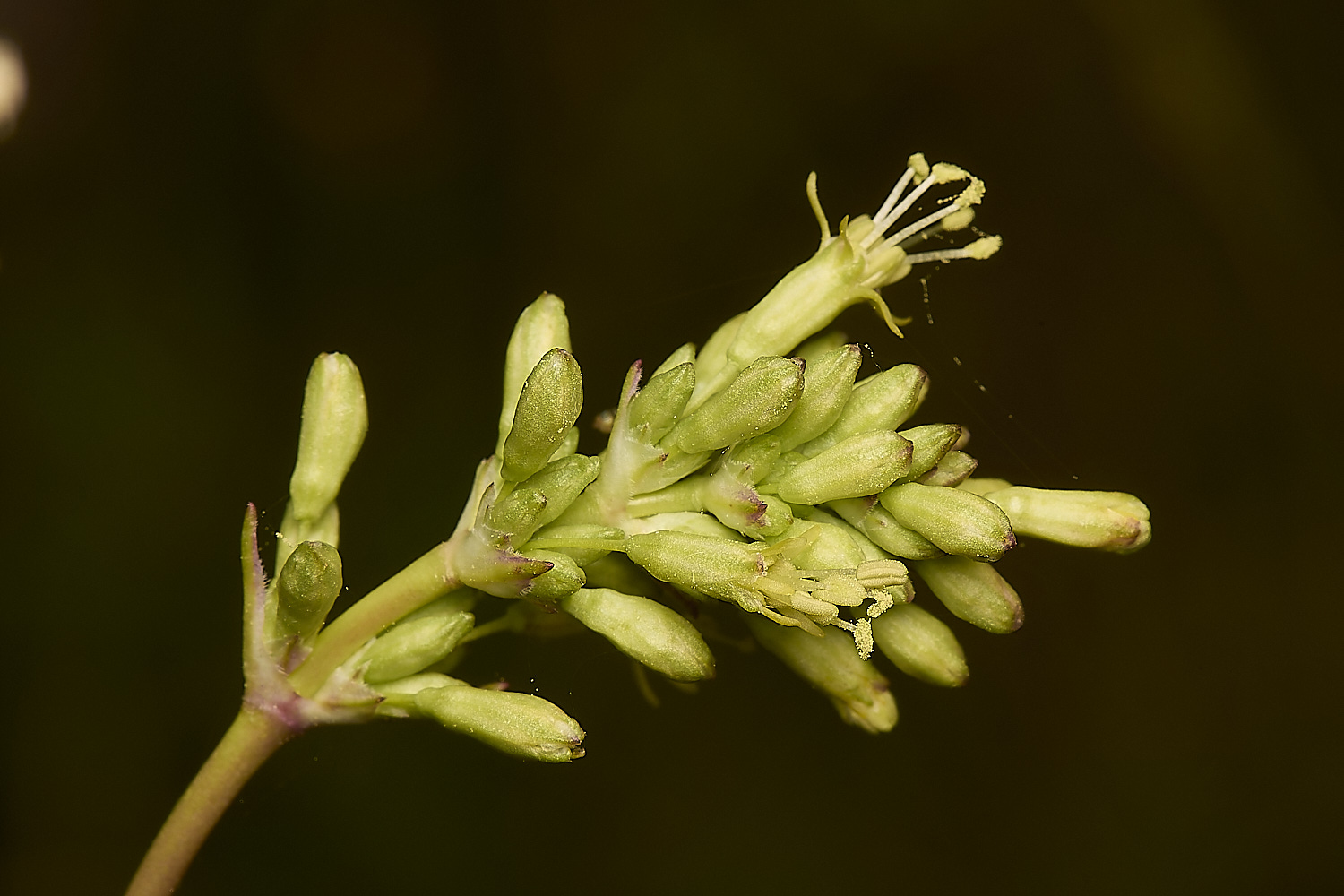 CranwichCatchfly130624-3-NEF-