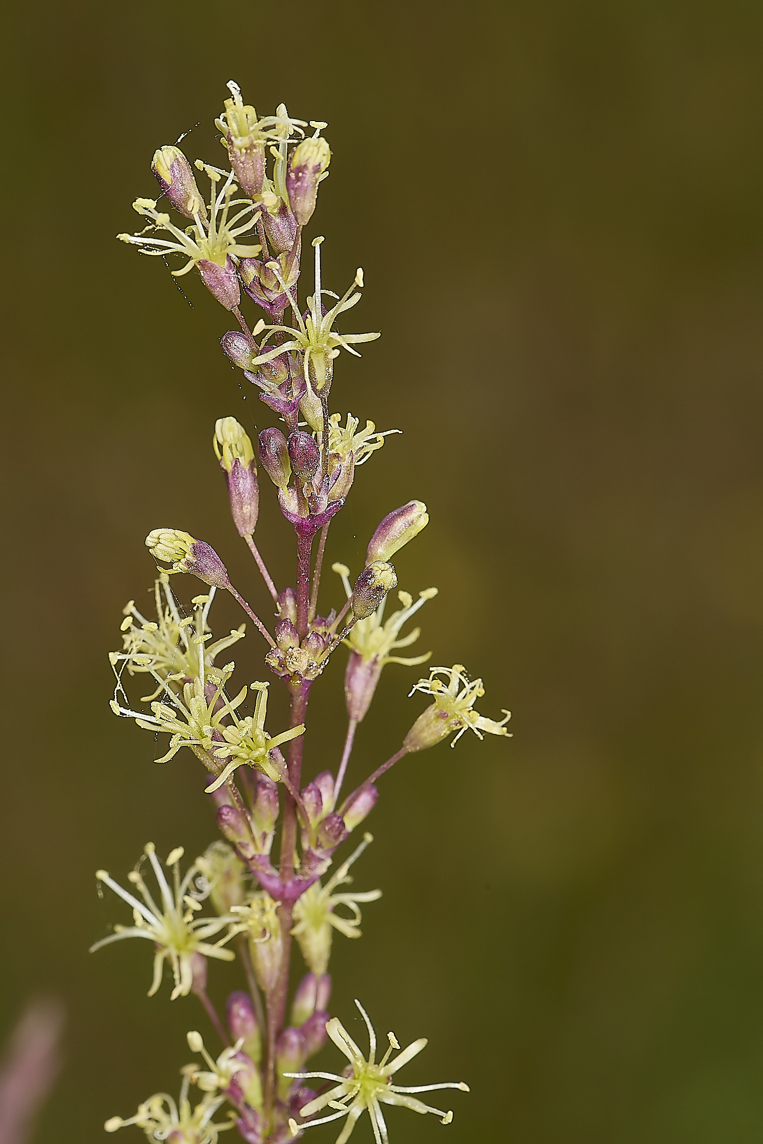 CranwichCatchfly130624-5-NEF-