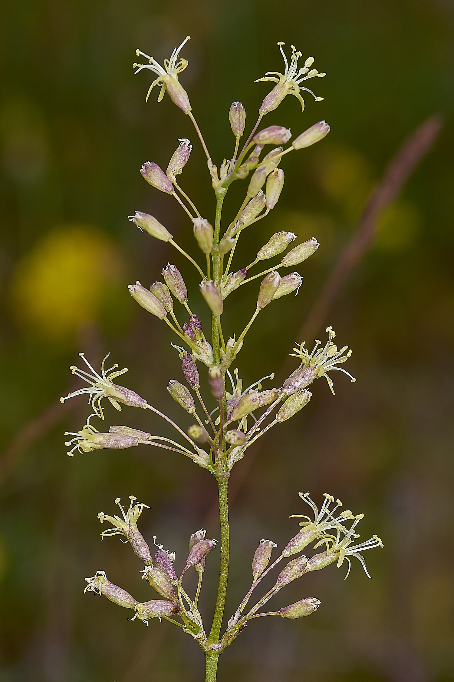 CranwichCatchfly130624-6-NEF-