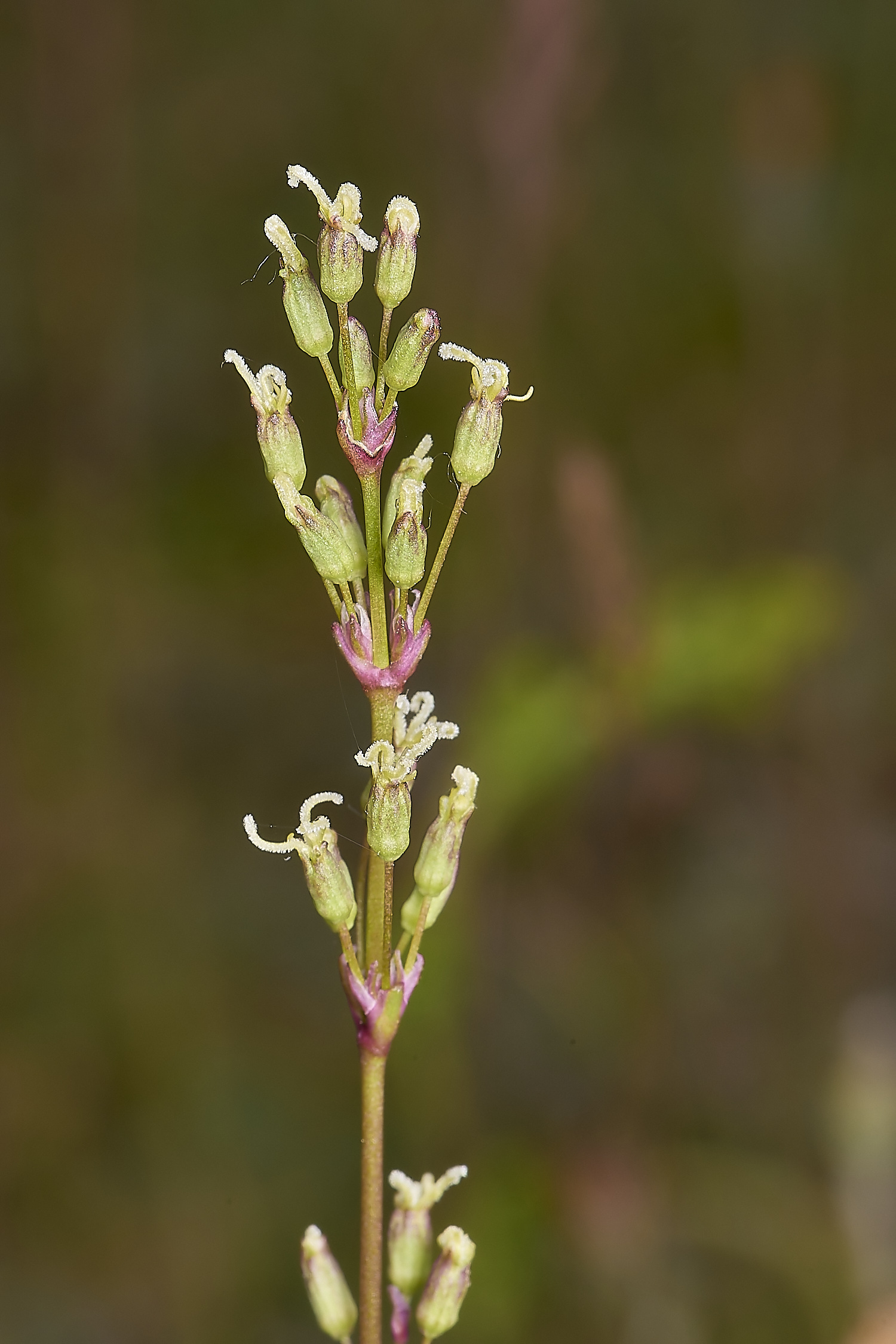 CranwichCatchfly130624-7-NEF-