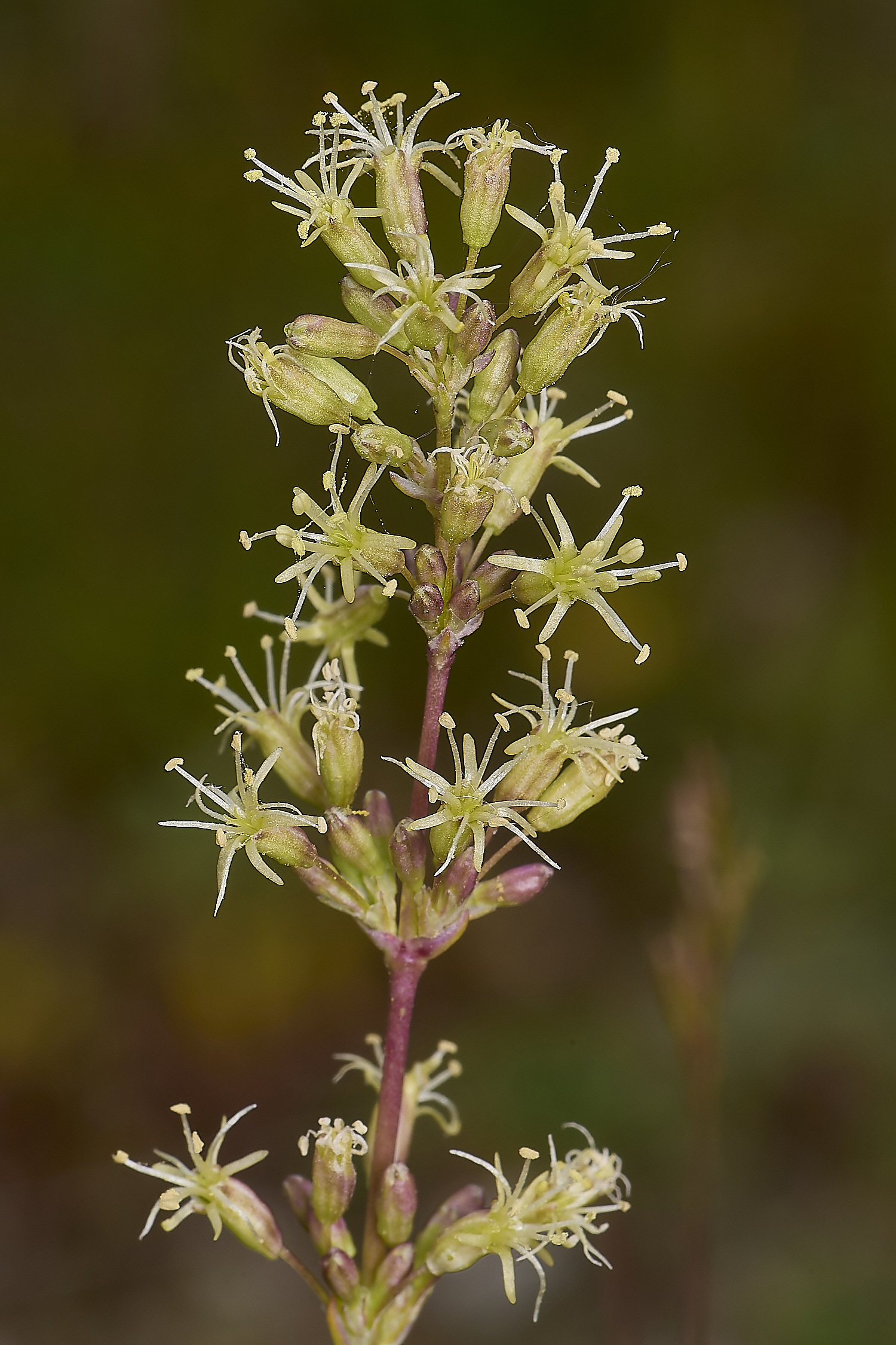 CranwichCatchfly130624-8-NEF-