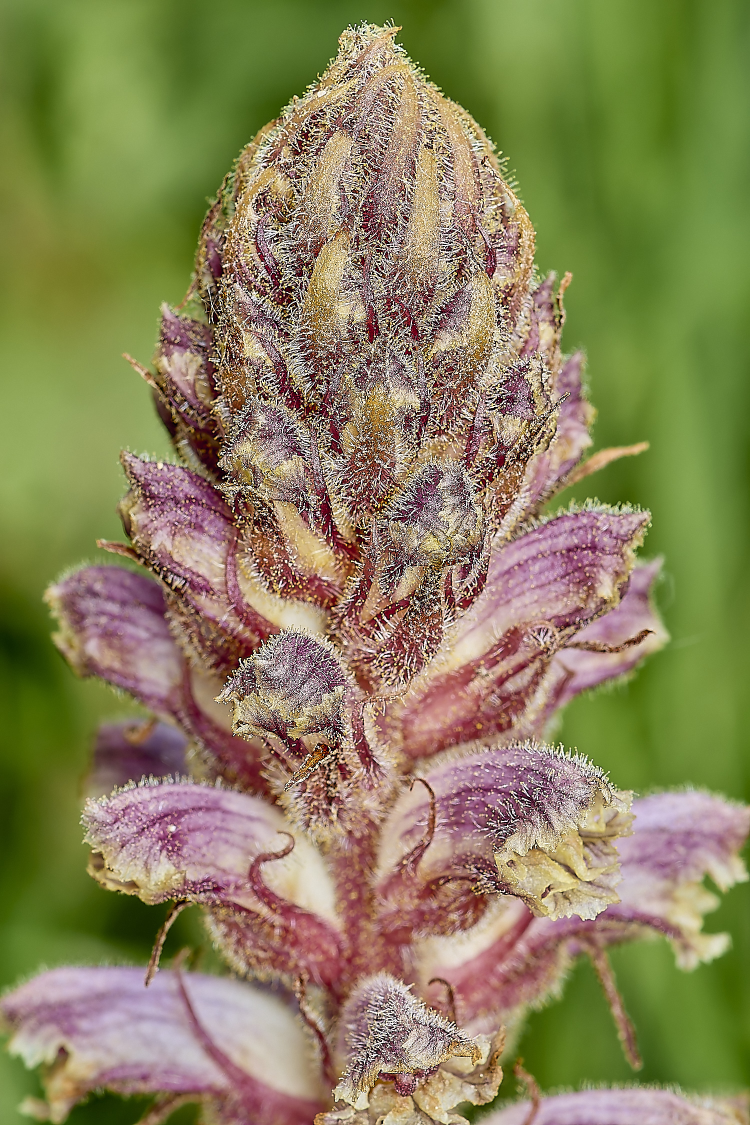 CranwichCommonBroomrape130624-2-NEF-