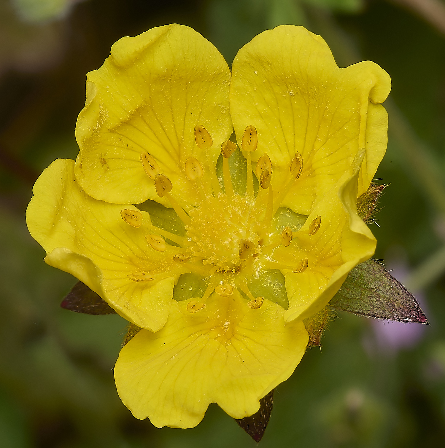 CranwichCreeping CranwichCinquefoil130624-1-NEF-