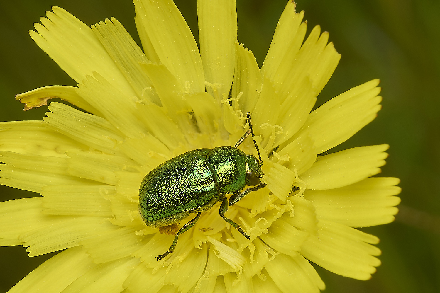 CranwichGreenBeetle130624-1-NEF-