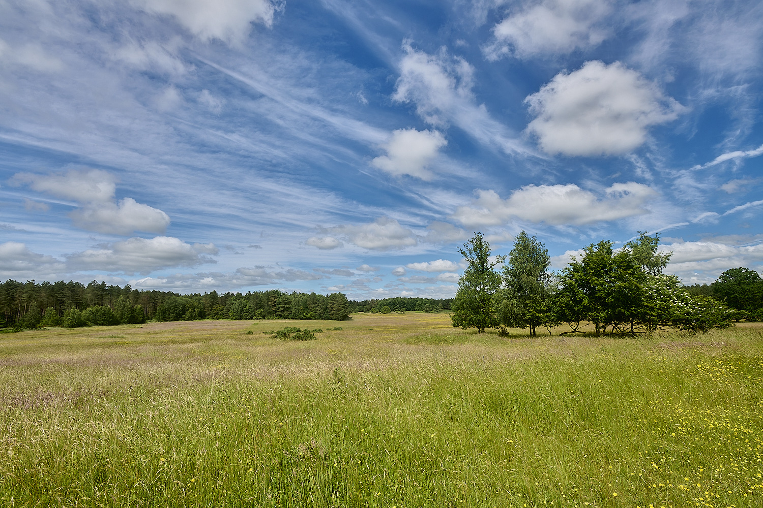 CranwichHeath190624-10-NEF- 1