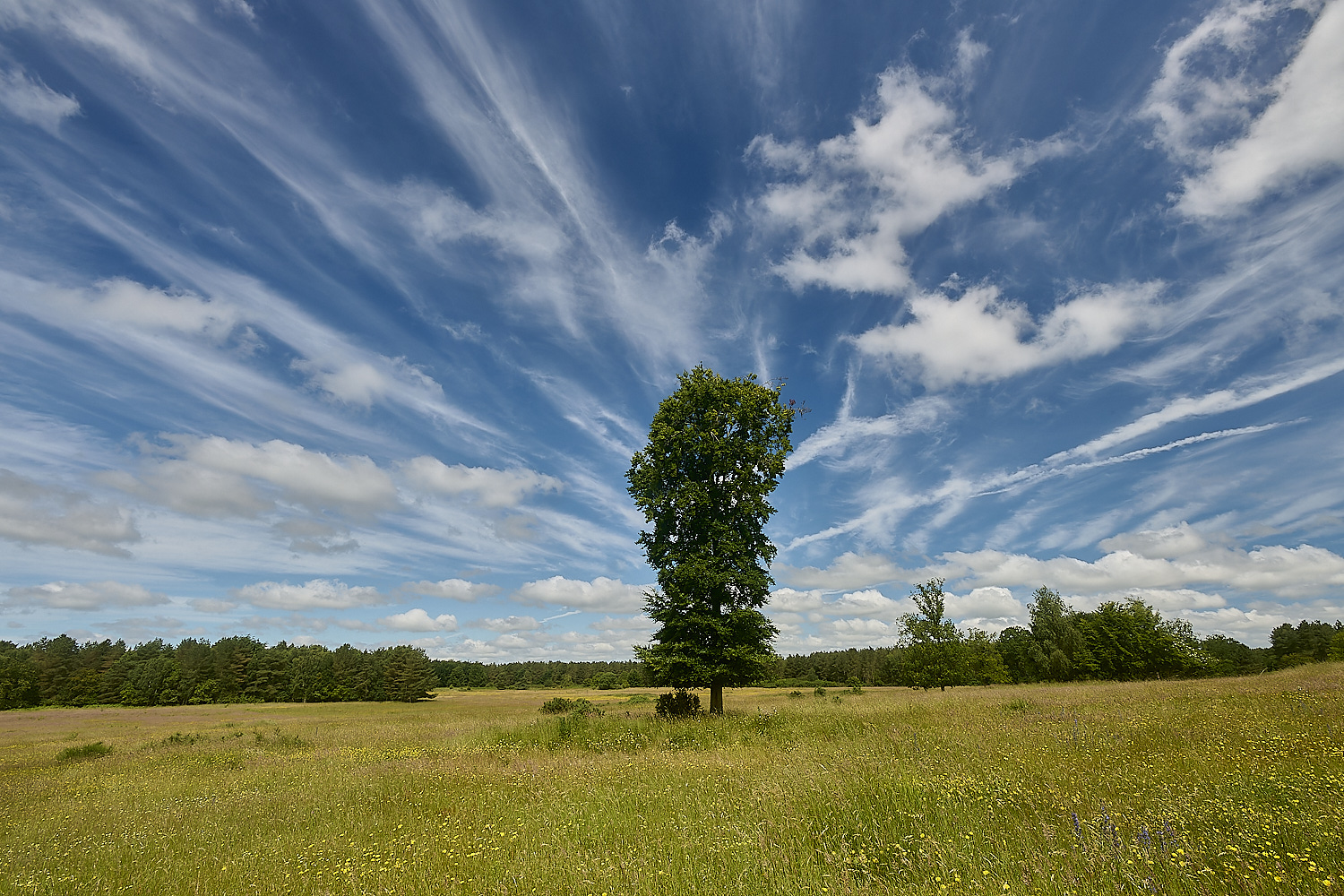 CranwichHeath190624-11-NEF- 1