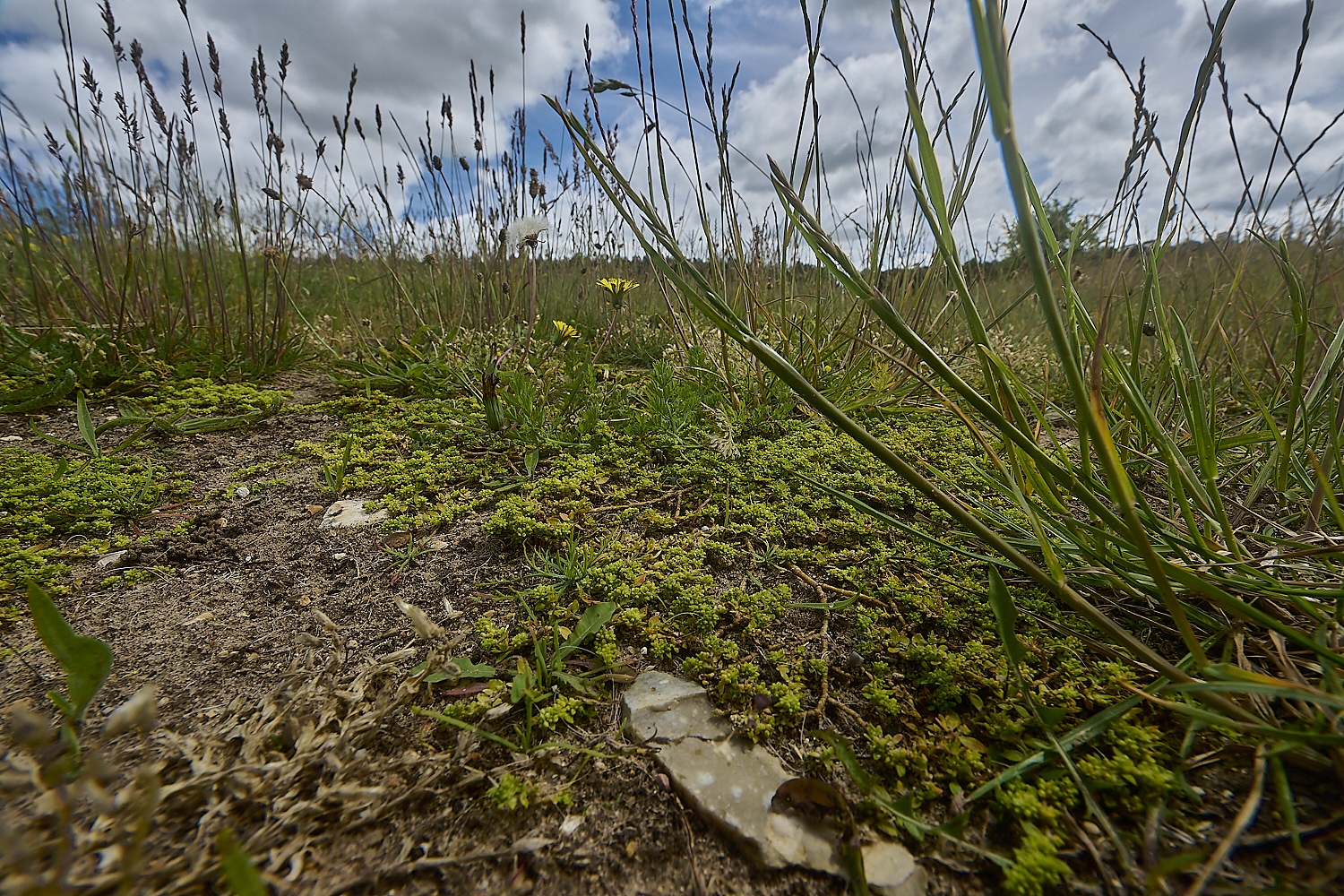 CranwichHeath190624-16-NEF-