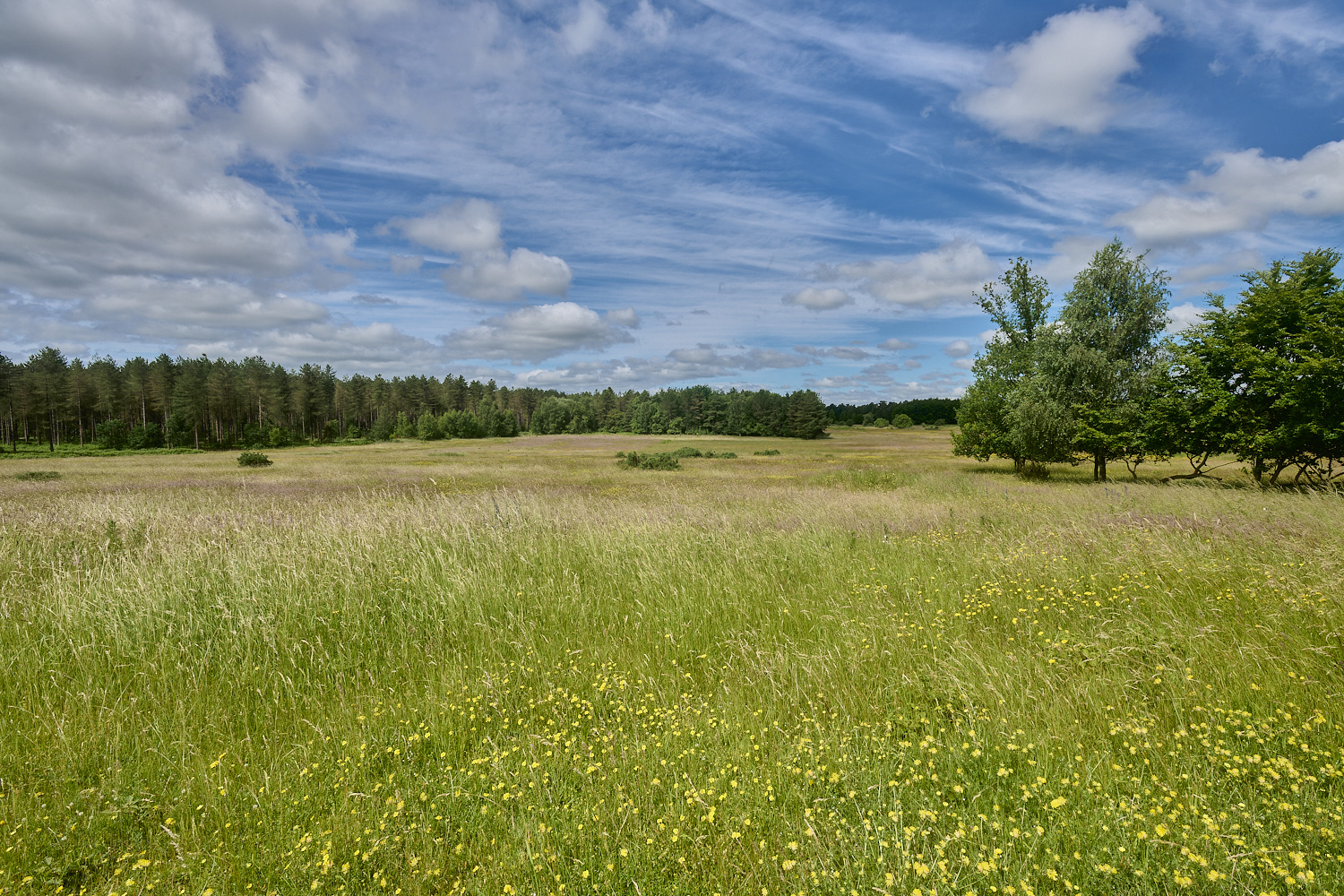 CranwichHeath190624-9-NEF- 1