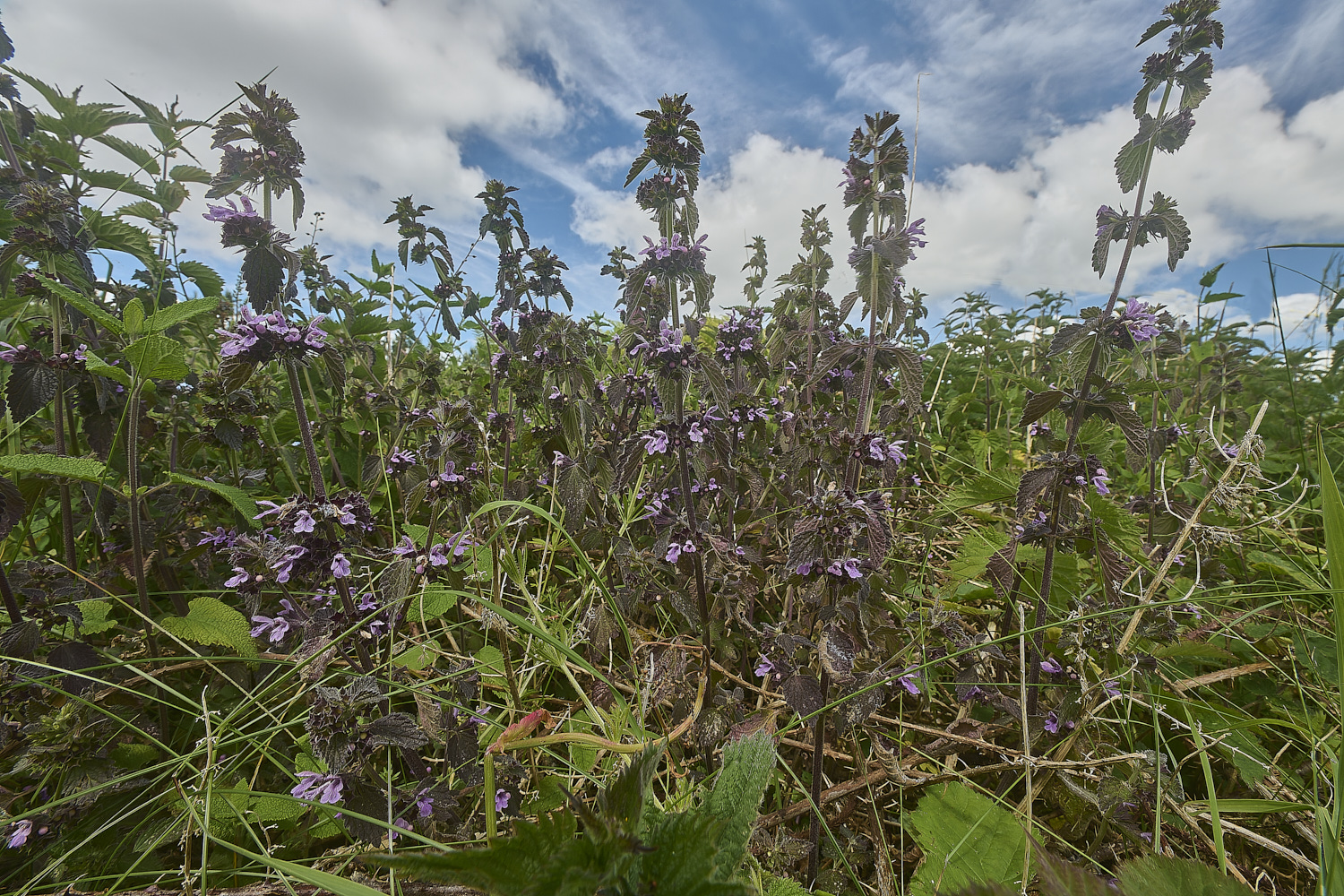 CranwichHeathBlackHorehound190624-1-NEF- 1