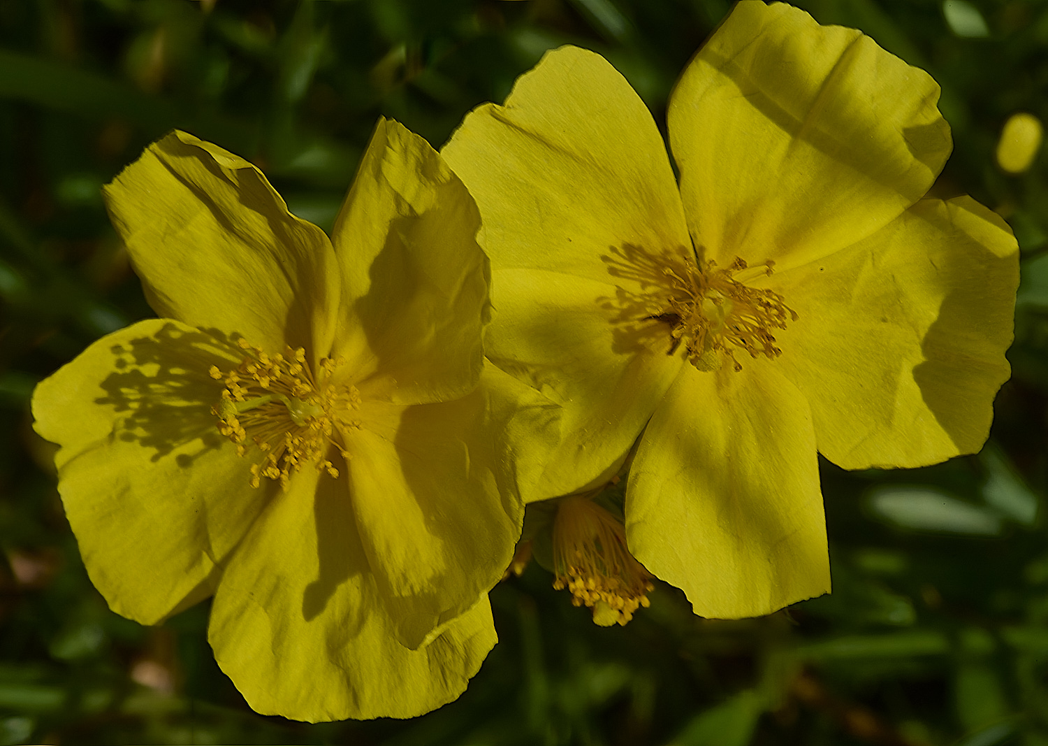 CranwichHeathHelianthemum190624-1-NEF-