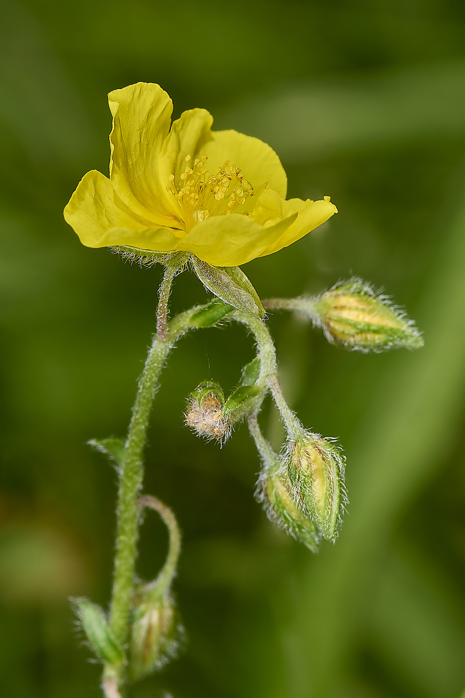 CranwichHeathHelianthemum190624-2-NEF-