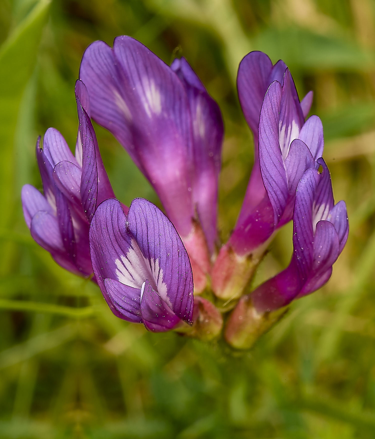 CranwichHeathPurpleMilkvetch190624-2-NEF-