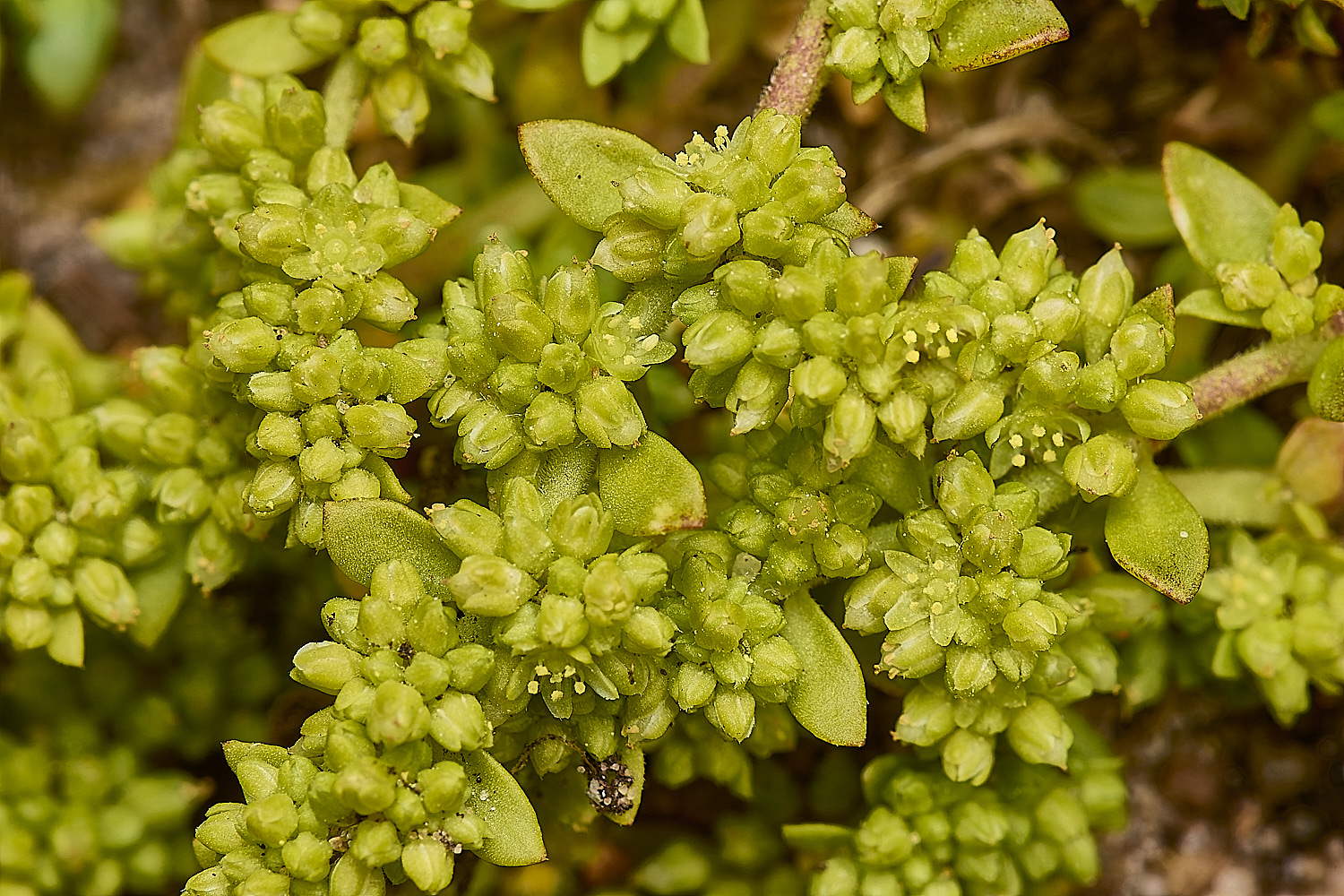 CranwichHeathRupturewort190624-4-NEF-