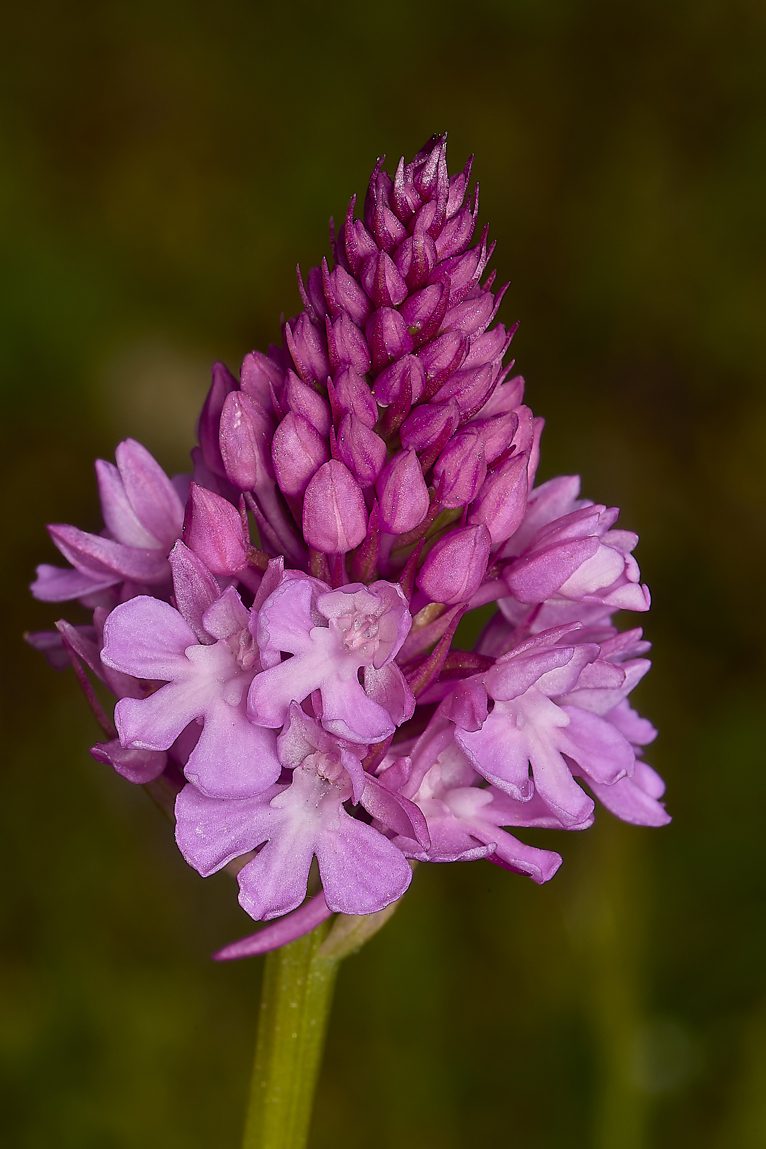 CranwichPyramidalOrchid130624-1-NEF-