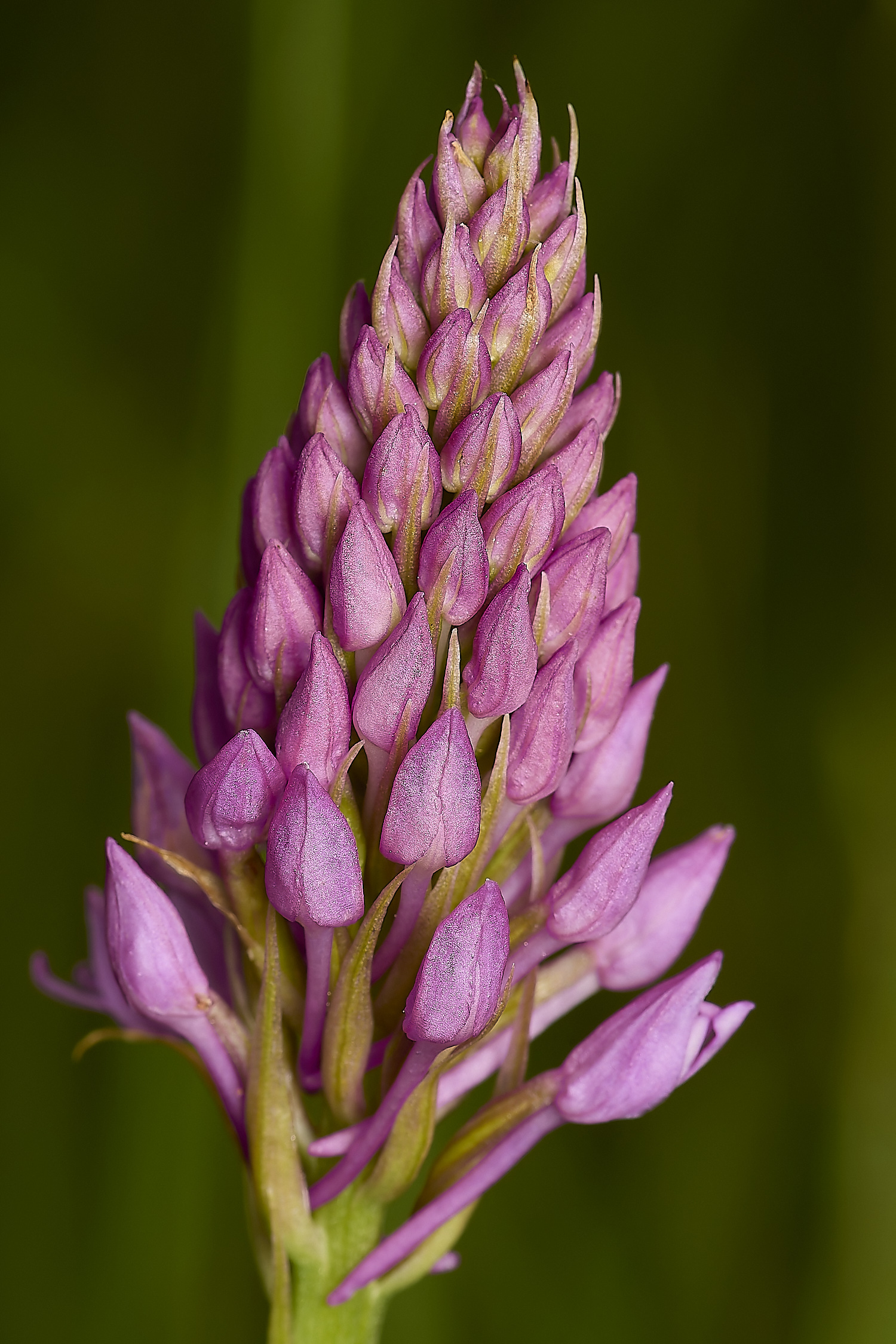 CranwichPyramidalOrchid130624-2-NEF-