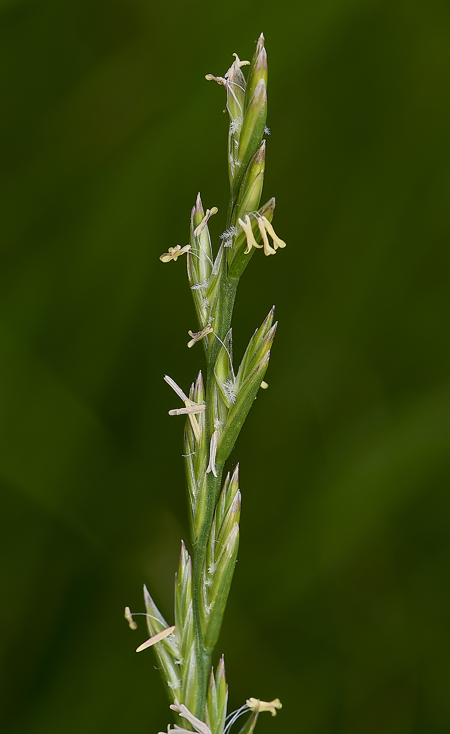 CranwichRyeGrass130624-1-NEF-