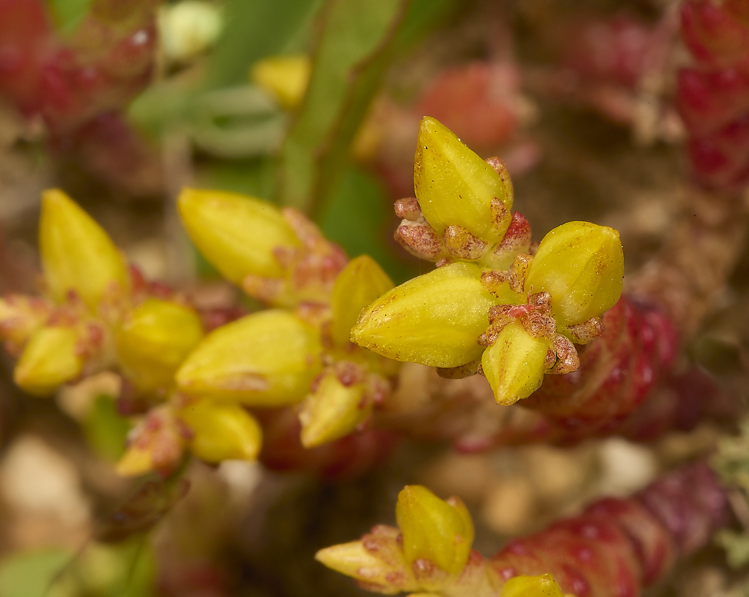 CranwichStonecrop130624-3-NEF-