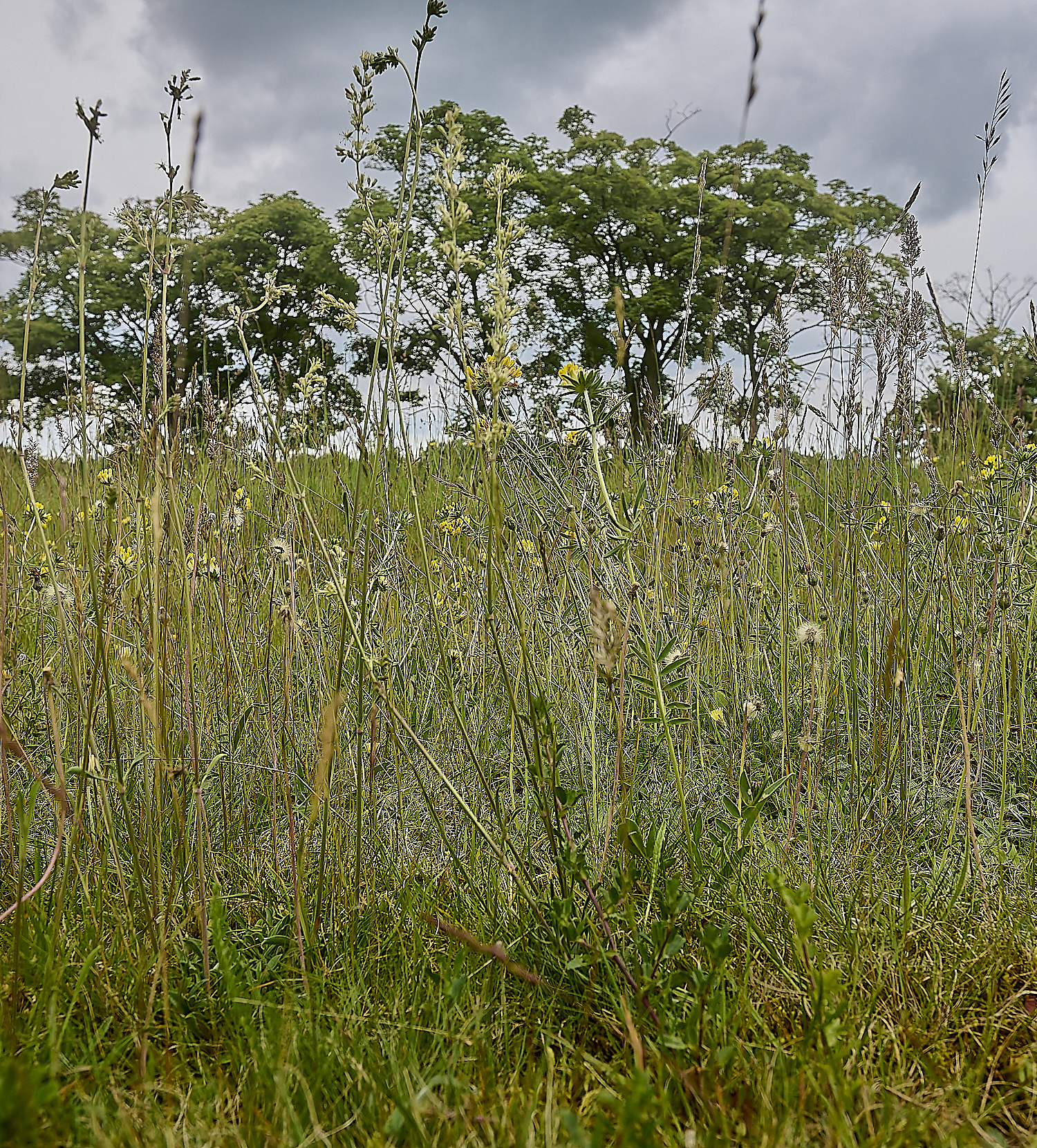 CranwishCatchfly130624-1-NEF-