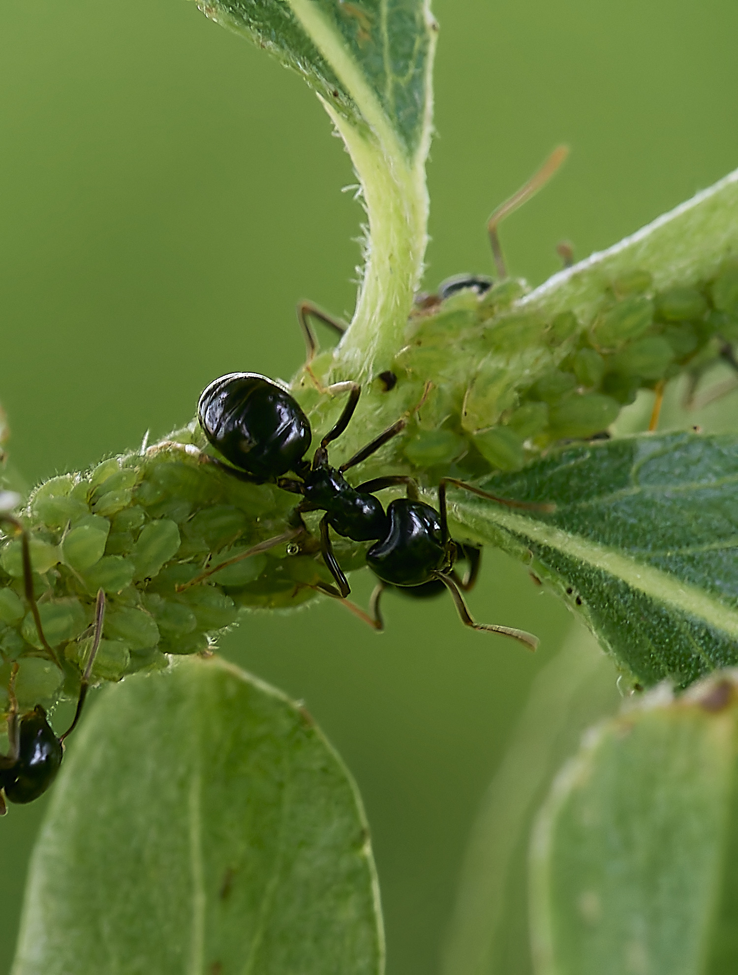 DickleburghMoorAphid180524-1