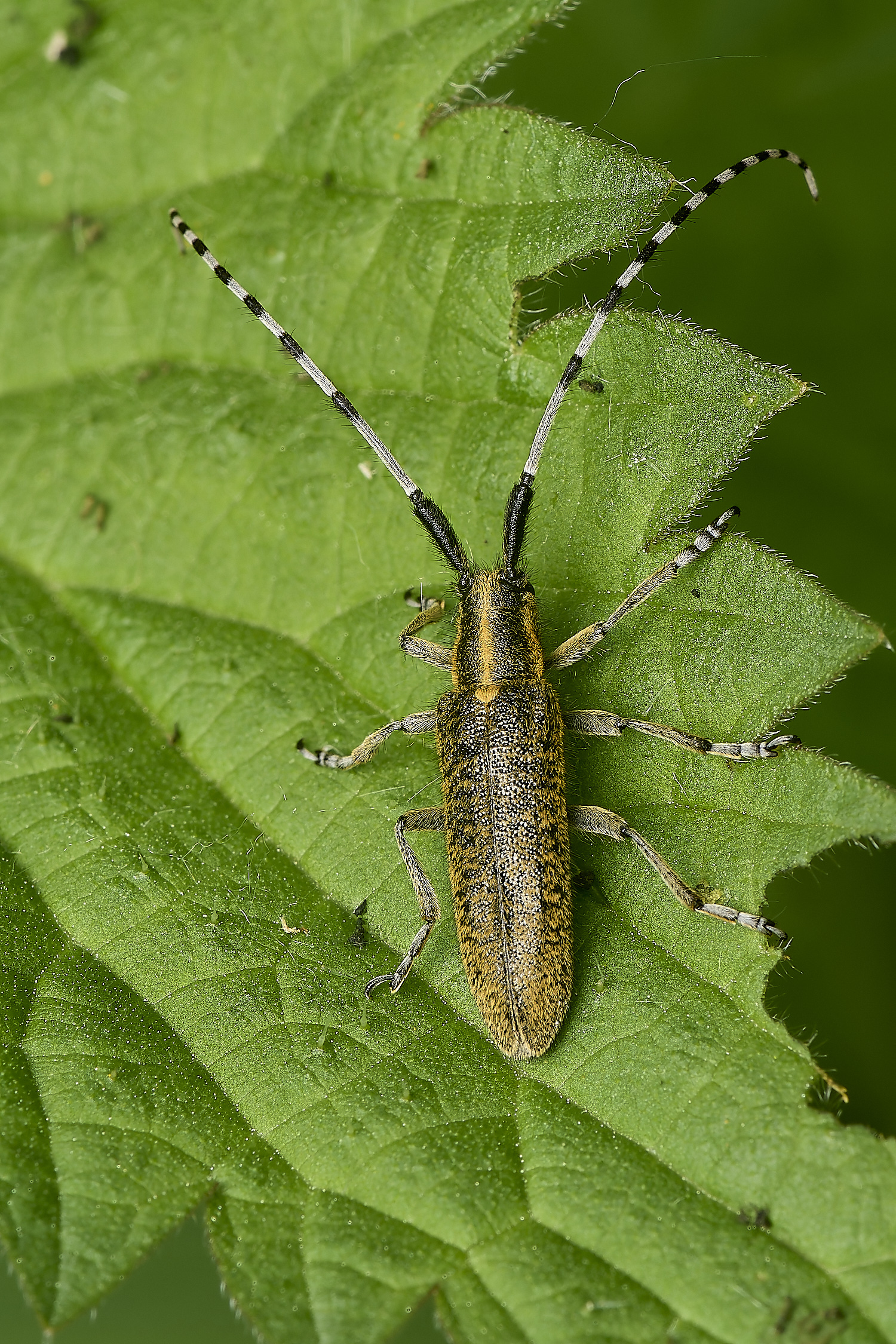 DickleburghMoorAviridescens180524-2