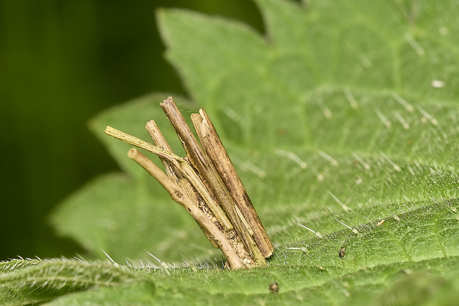 DickleburghMoorBagworm180524-1