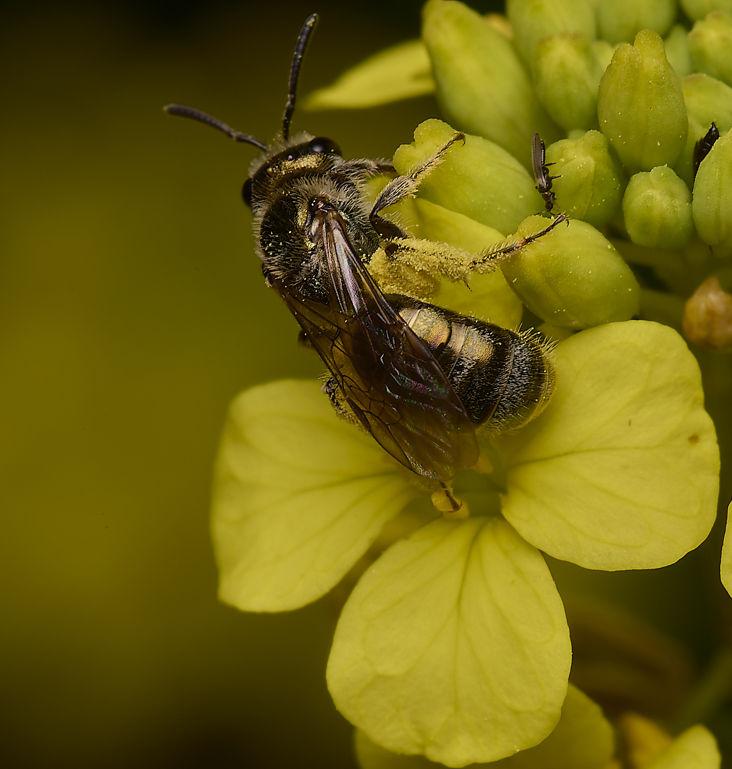 DickleburghMoorBeeSp180524-1