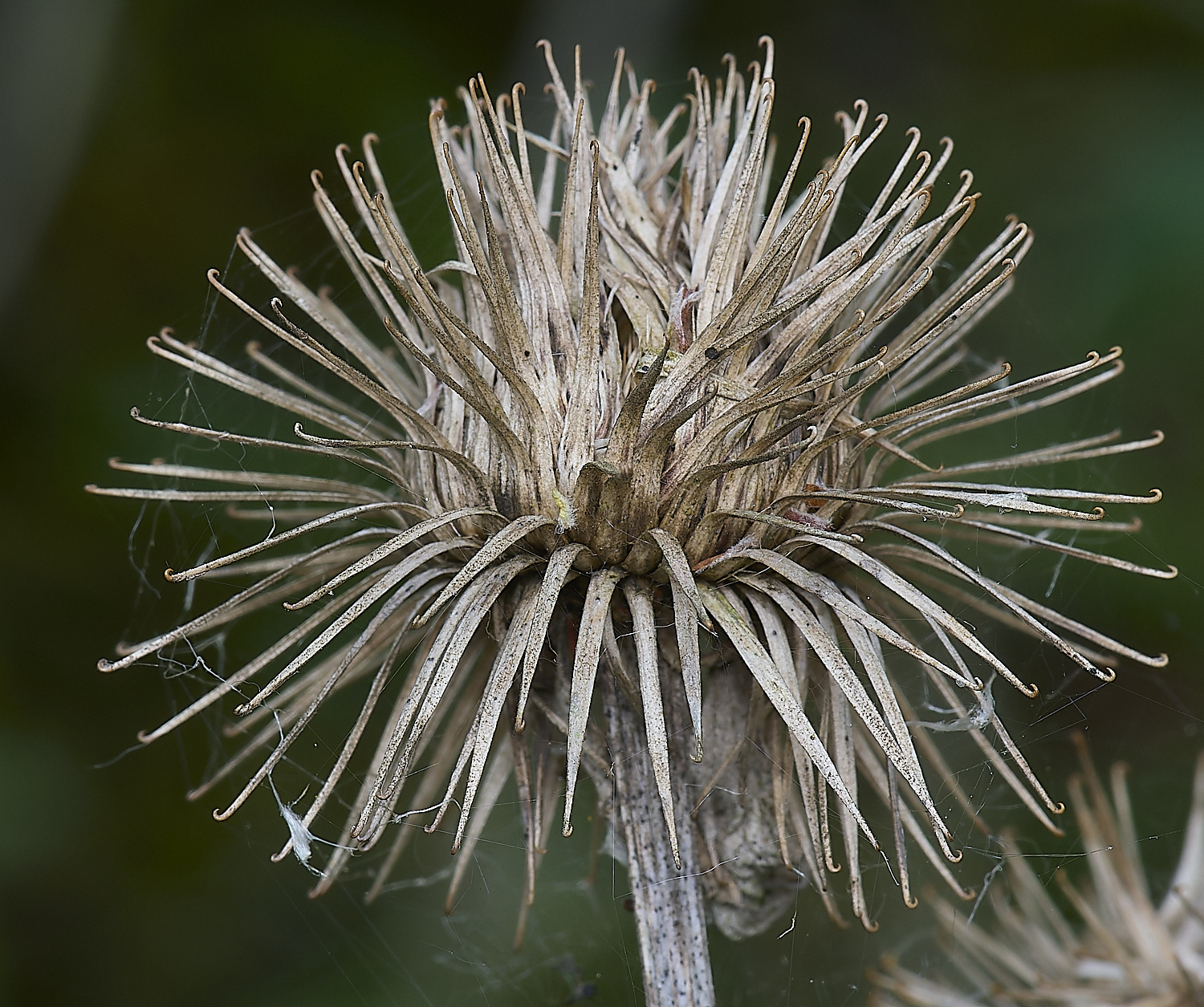 DickleburghMoorBurdock180524-1