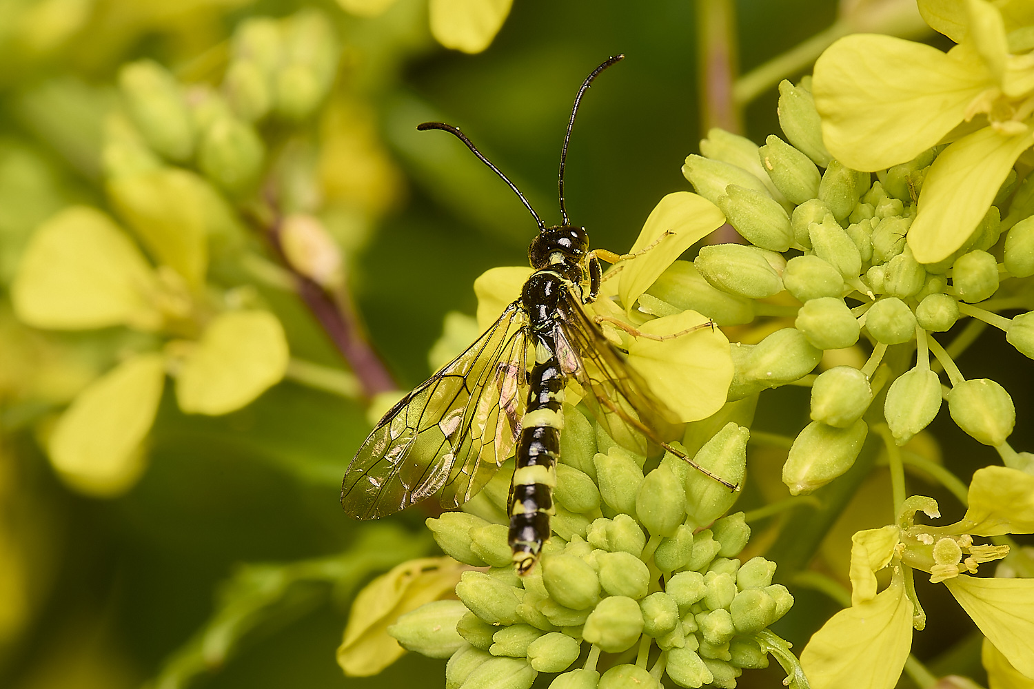 DickleburghMoorCephusSp180524-2