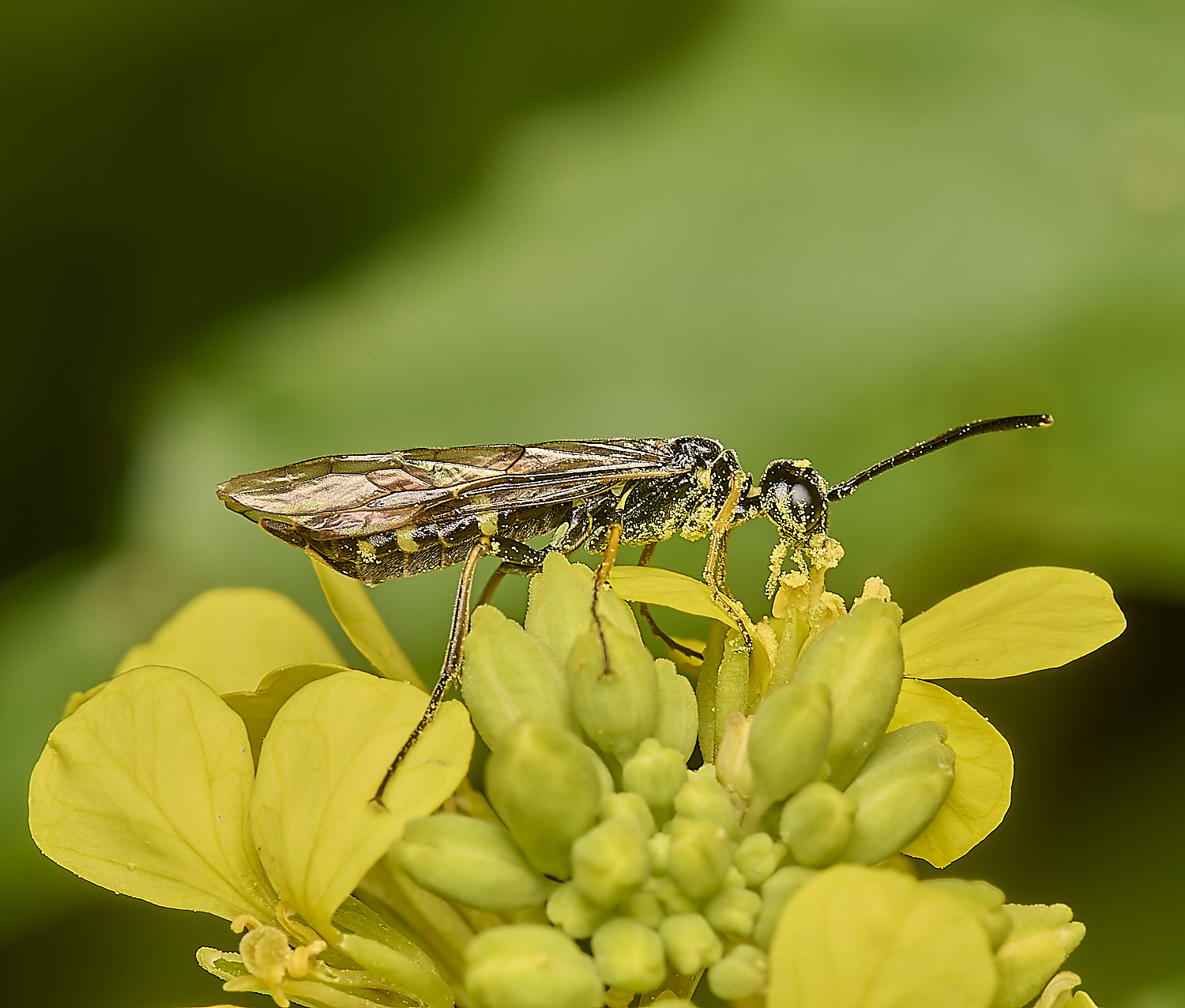 DickleburghMoorCephusSp180524-3