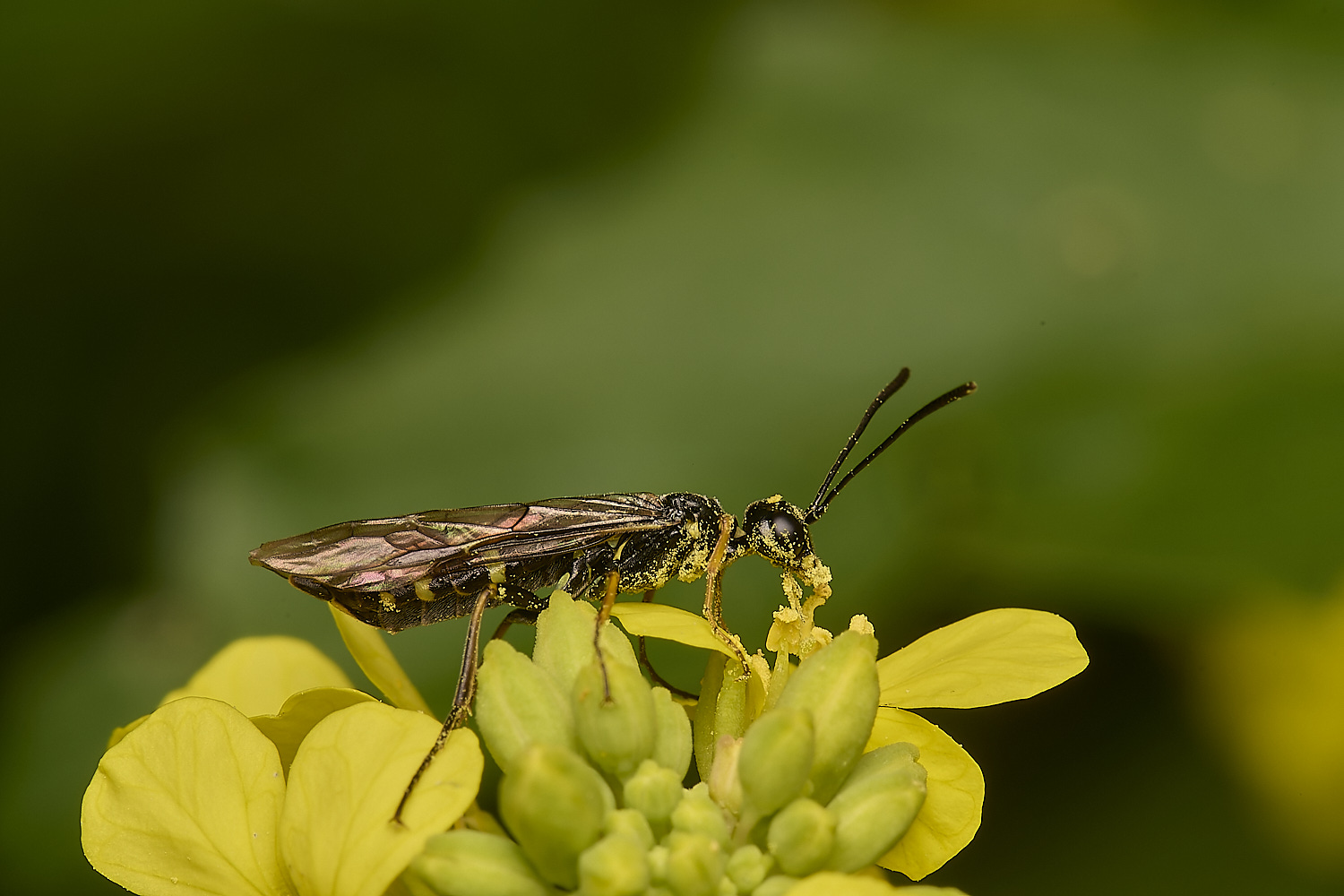 DickleburghMoorCephusSp189524-4