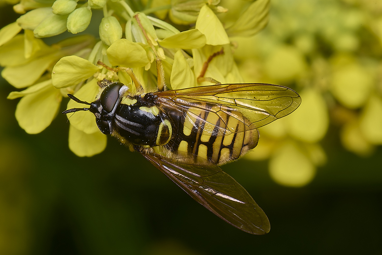 DickleburghMoorChrysotoxum180524-5