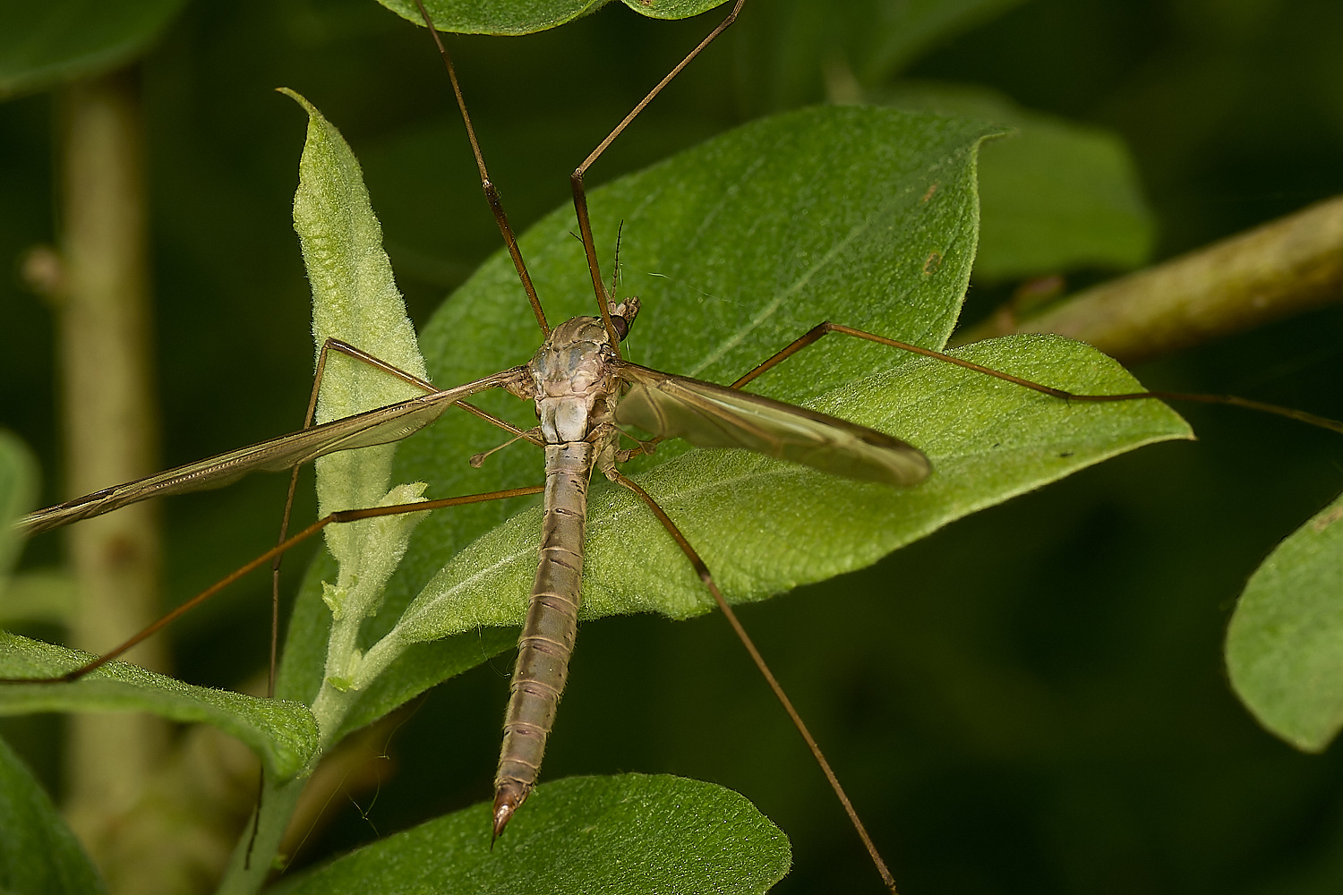 DickleburghMoorCraneFly180524-1