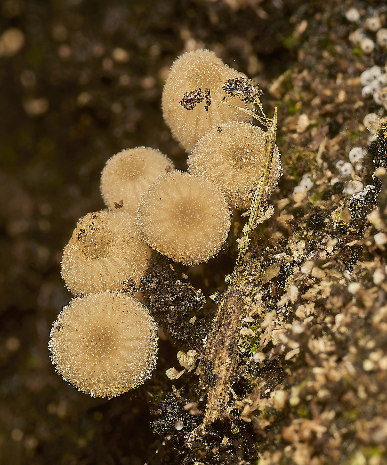 DickleburghMoorFairyRing180524-2