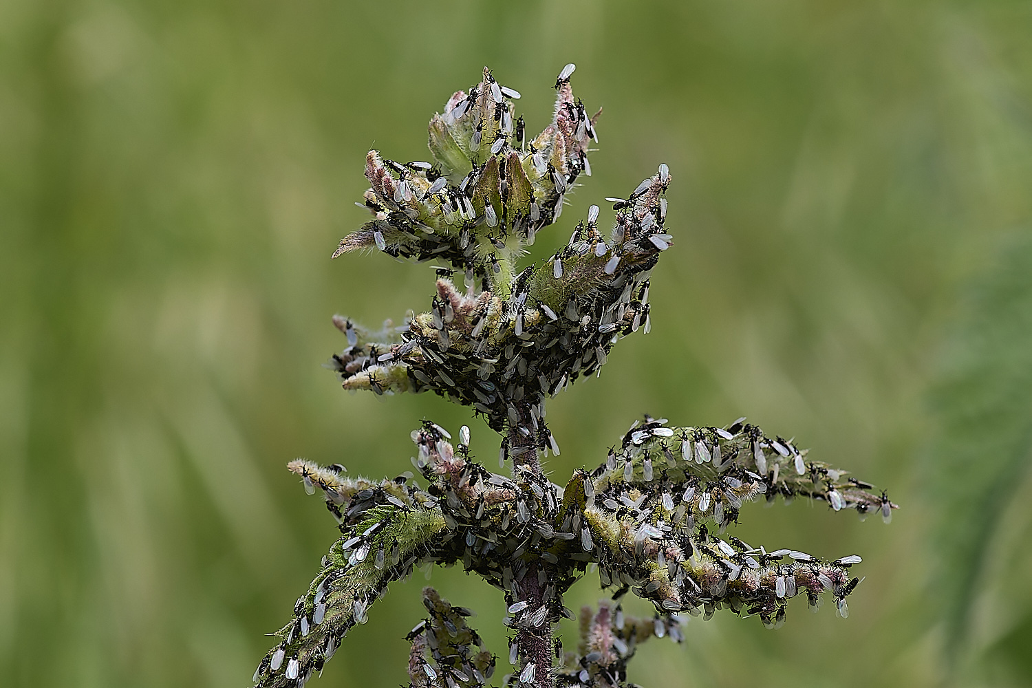 DickleburghMoorFly180524-3