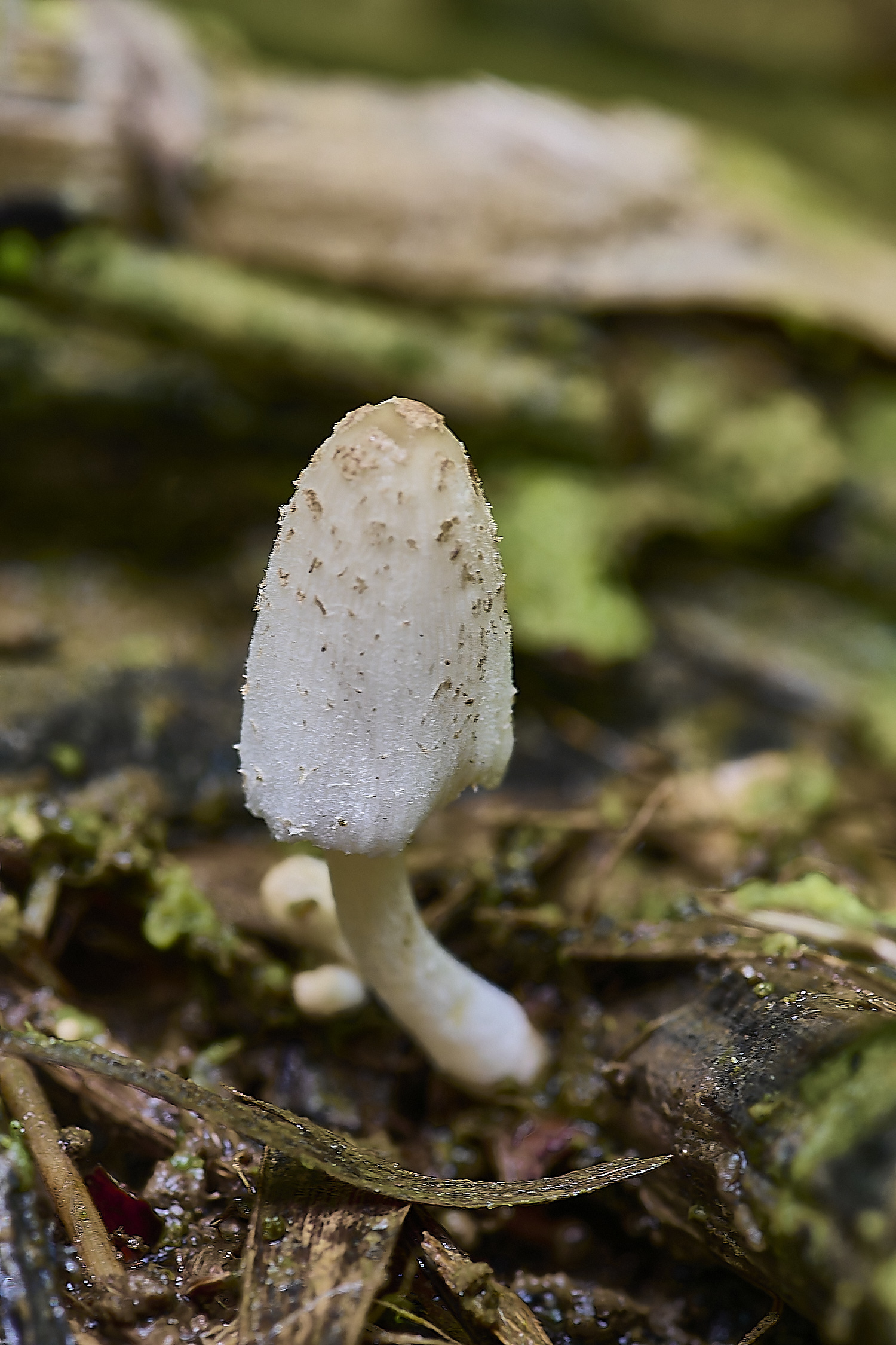 DickleburghMoorFungus6180524-1