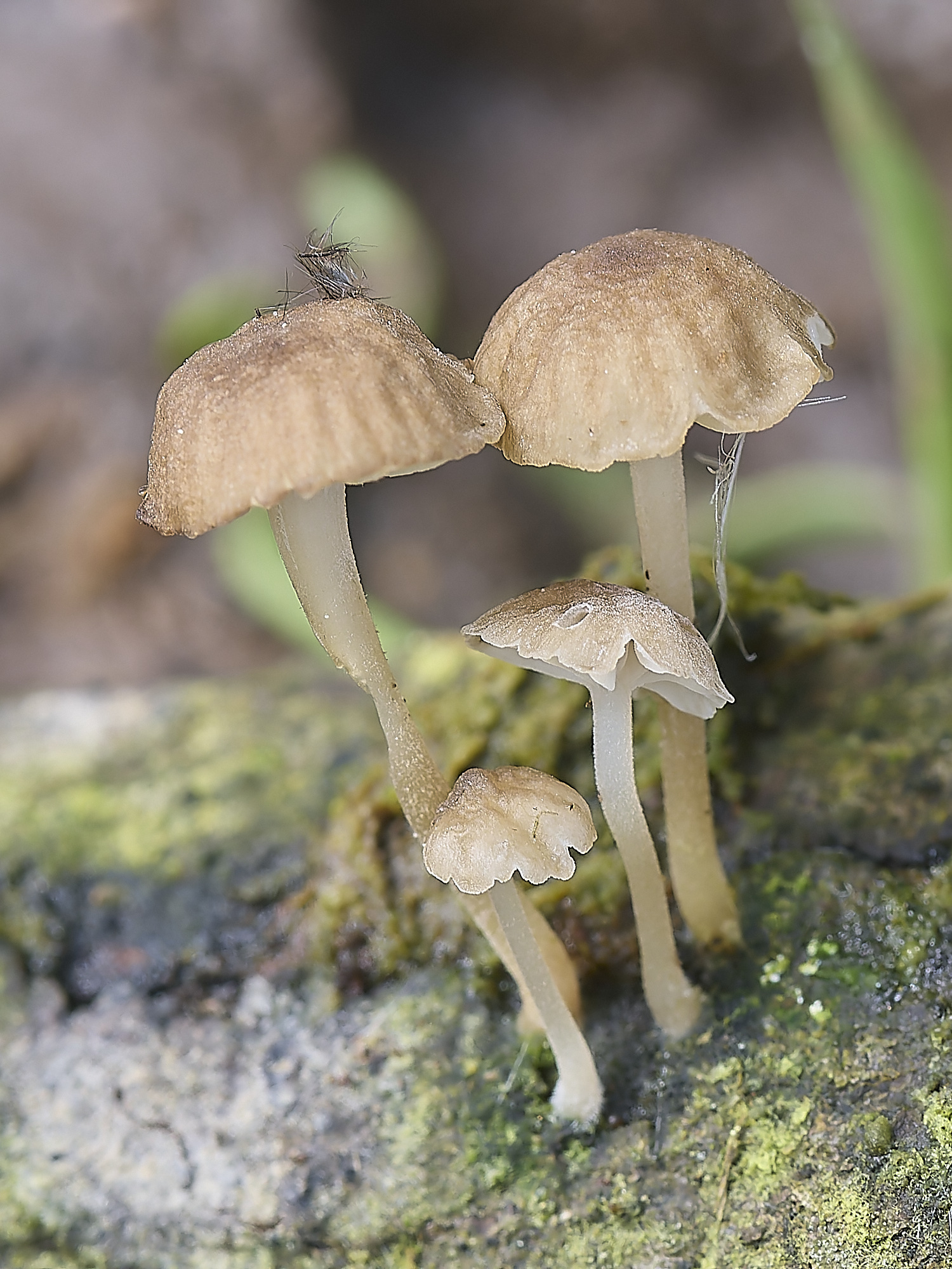 DickleburghMoorFungus7180524-1