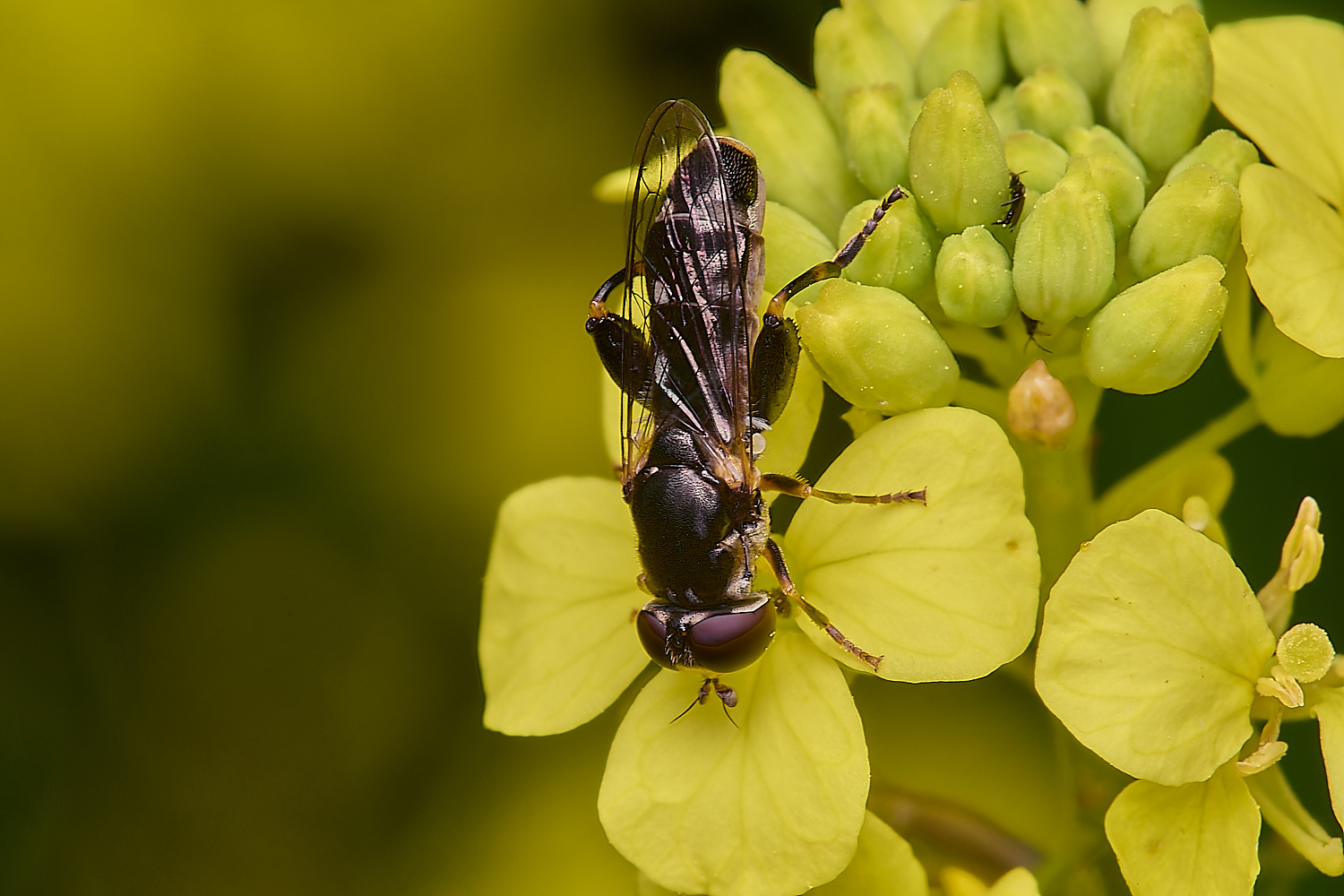 DickleburghMoorHoverSp180524-1