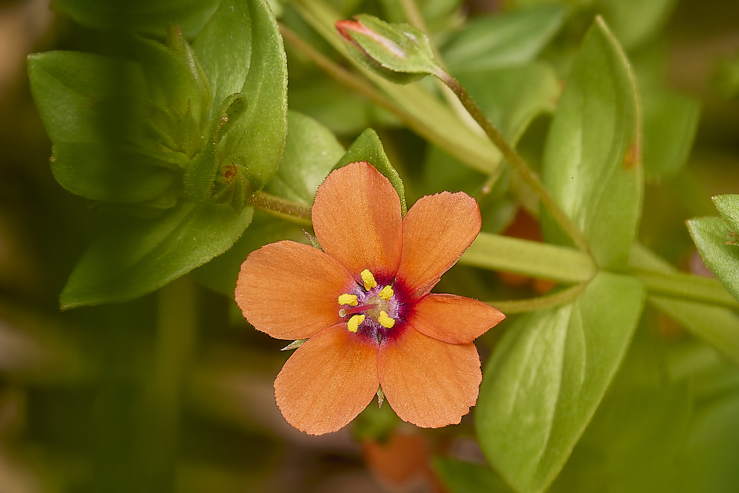 DickleburghMoorPimpernel180524-1