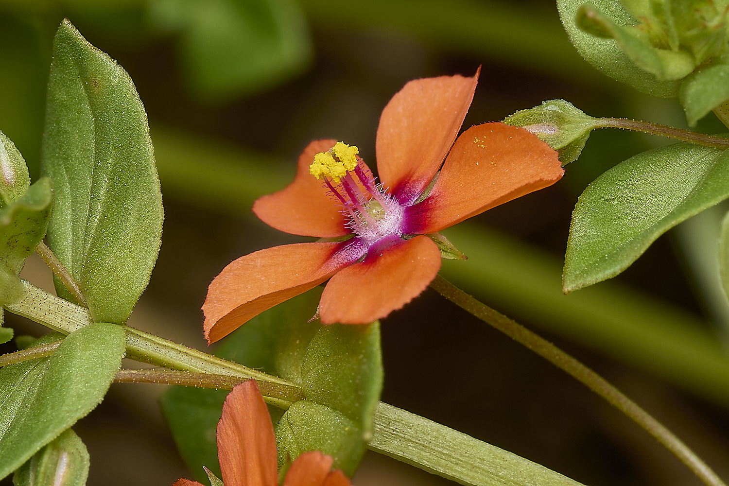 DickleburghMoorPimpernel180524-2