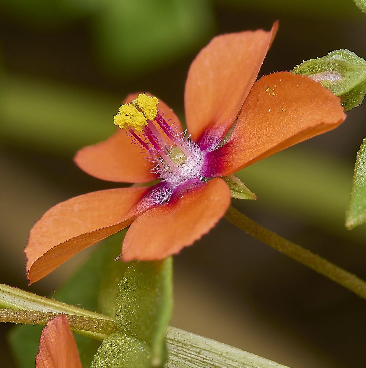 DickleburghMoorPimpernel180524-3