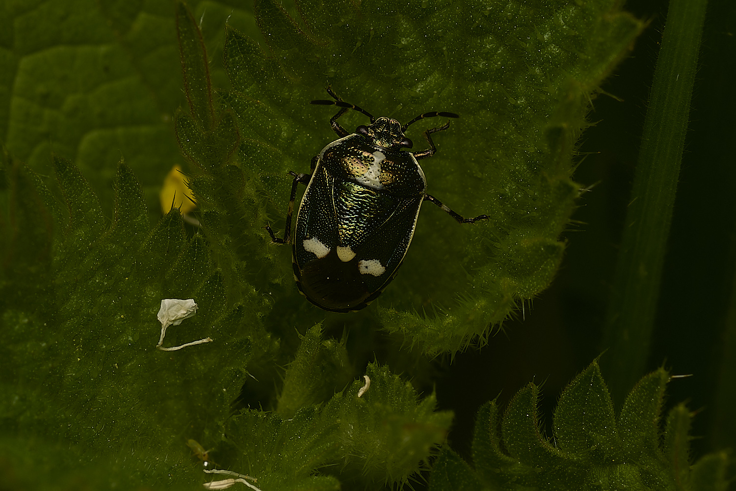 DickleburghMoorShieldBug180524-1