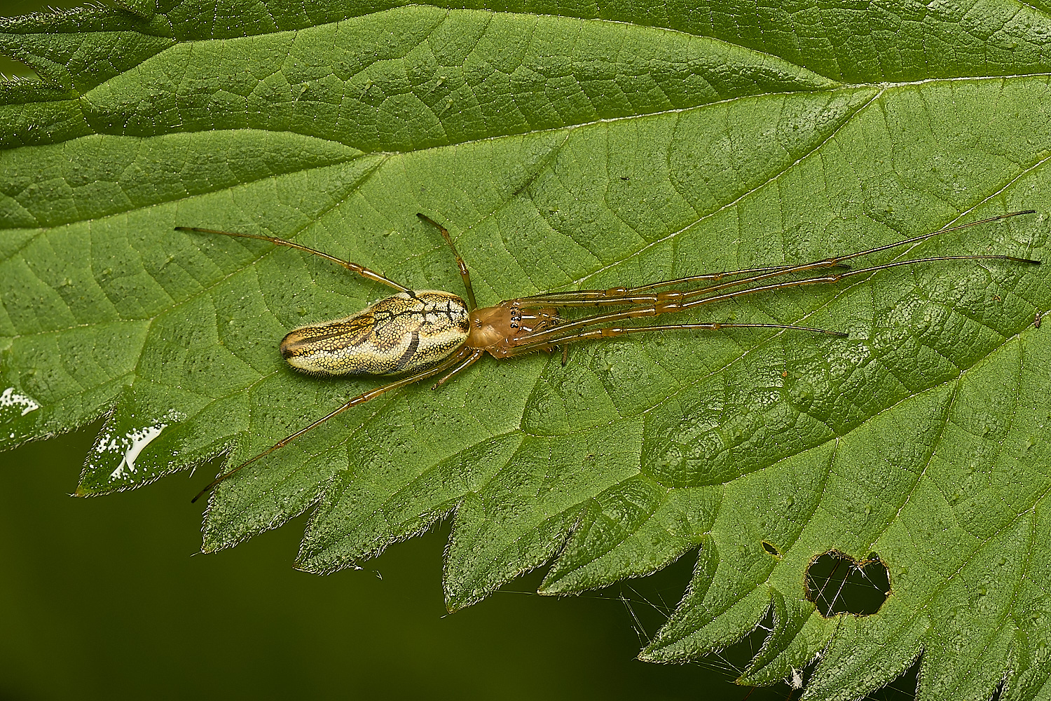 DickleburghMoorSpider180524-1