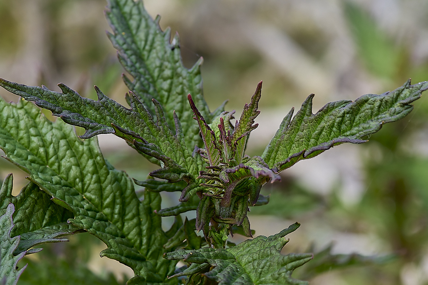 DickleburghMorrGypsywort180524-1