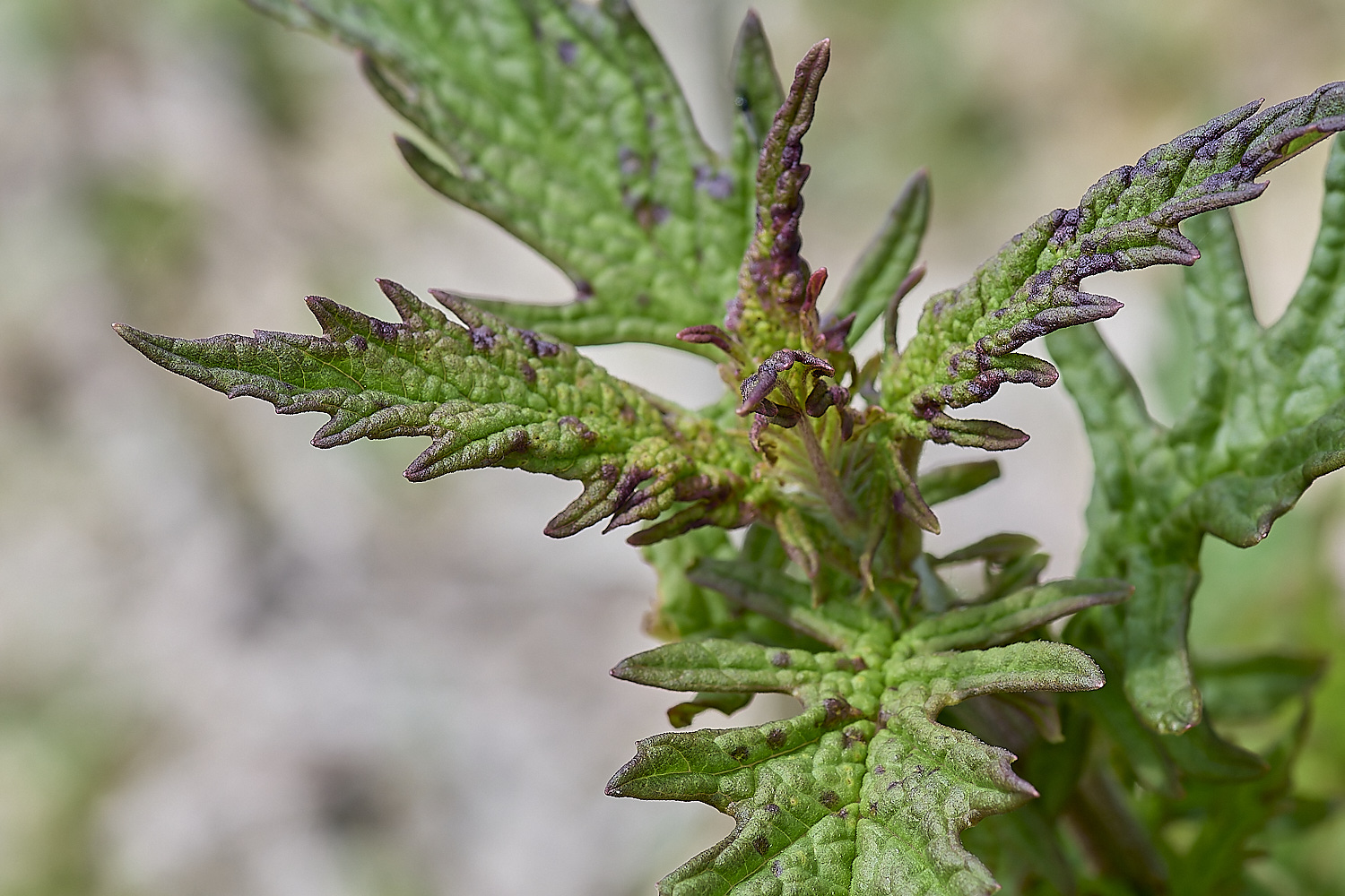 DickleburghMorrGypsywort180524-2