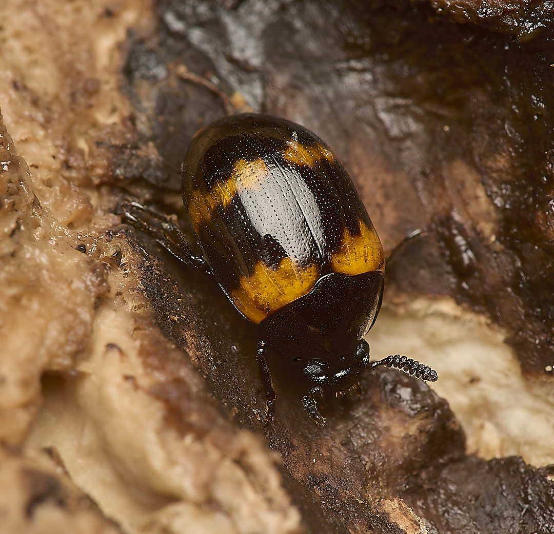 DillingtonBeetle020624-1